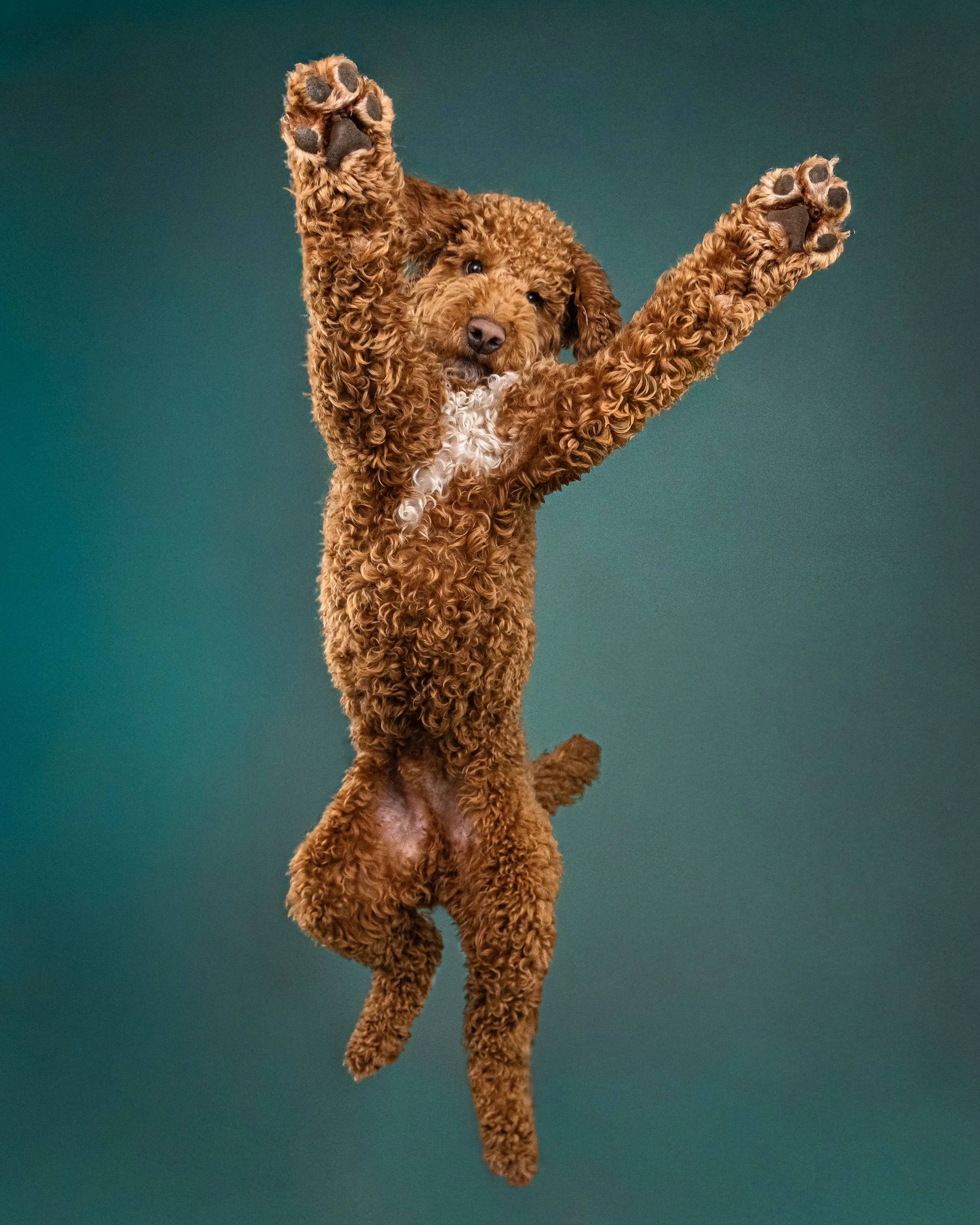 A curly-haired brown puppy with a white patch on its chest jumping with paws raised against a green background.