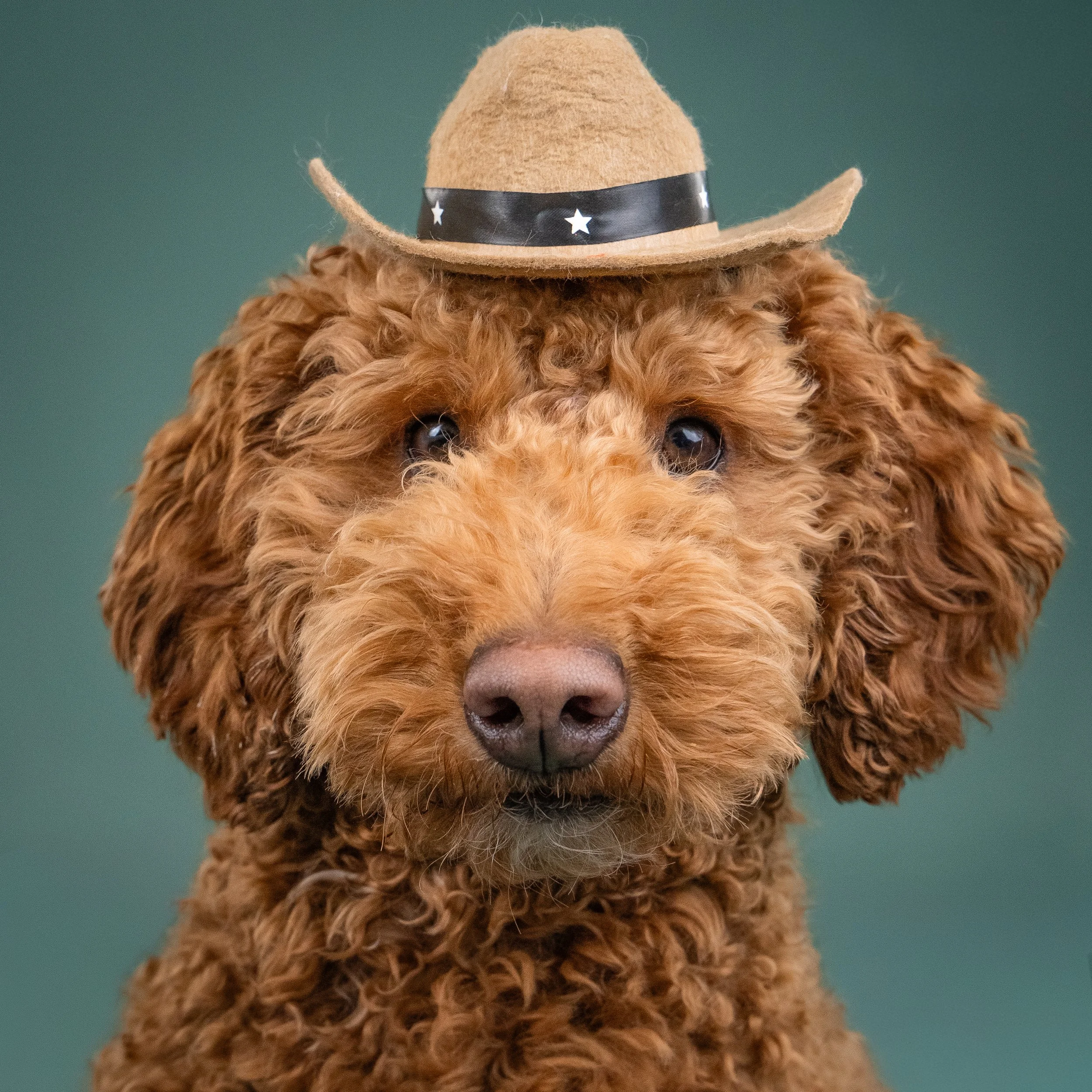 A brown curly-haired dog wearing a small tan cowboy hat with a black band and white stars.