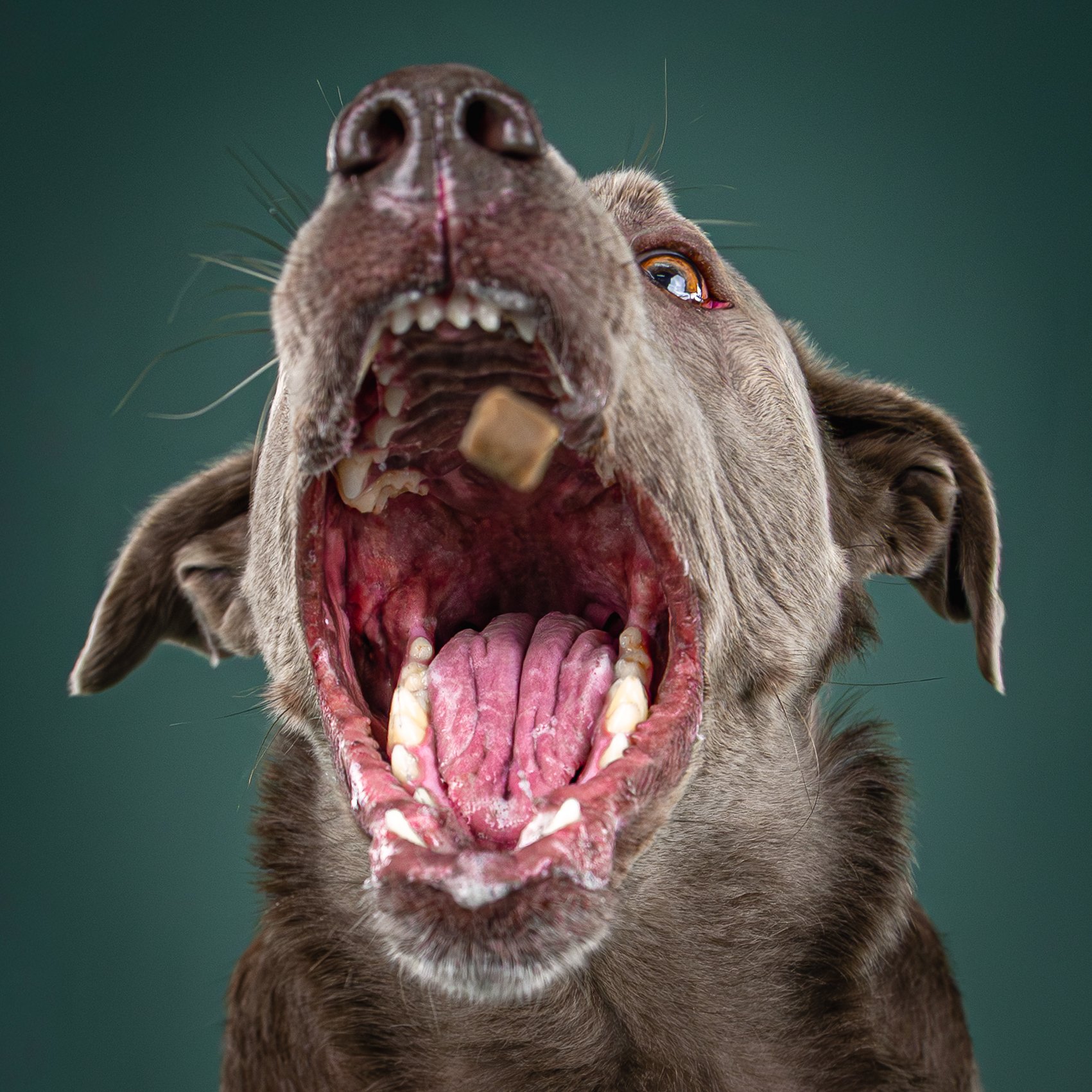 A close-up of a dog with its mouth wide open, showing its teeth and tongue.