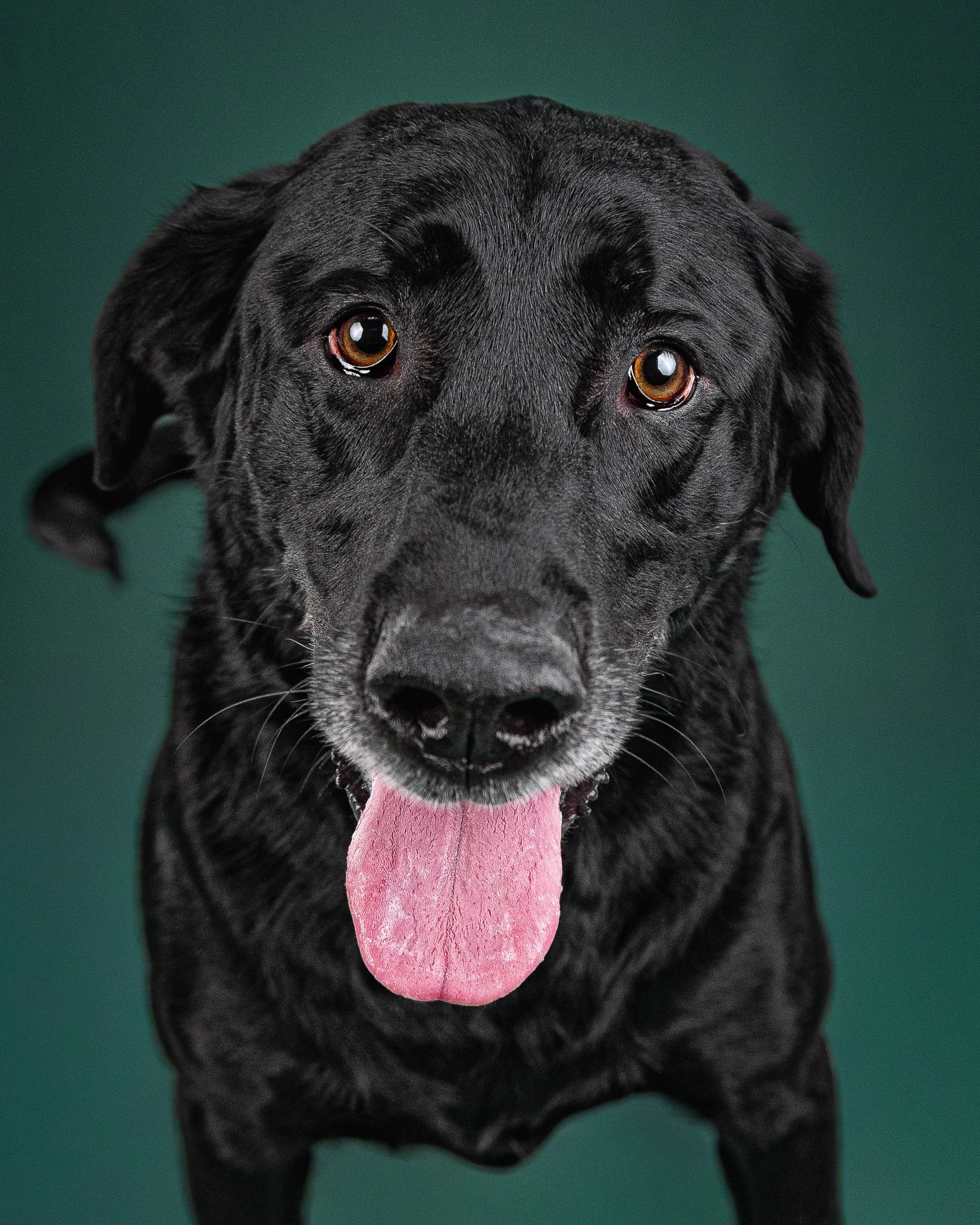 Close-up of a black Labrador Retriever dog with brown eyes and tongue out against a green background.