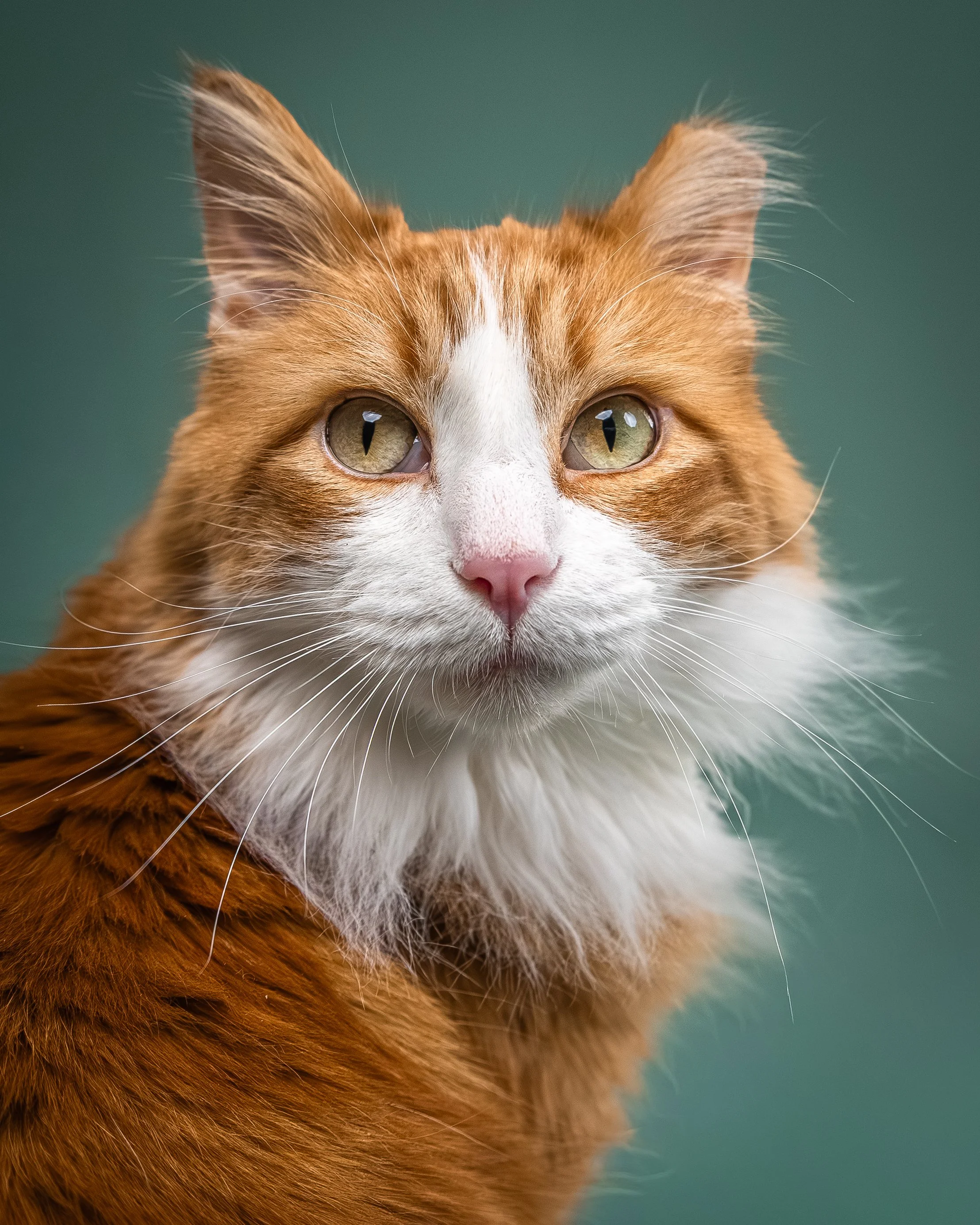 Close-up photo of an orange and white cat with yellow eyes against a green background.
