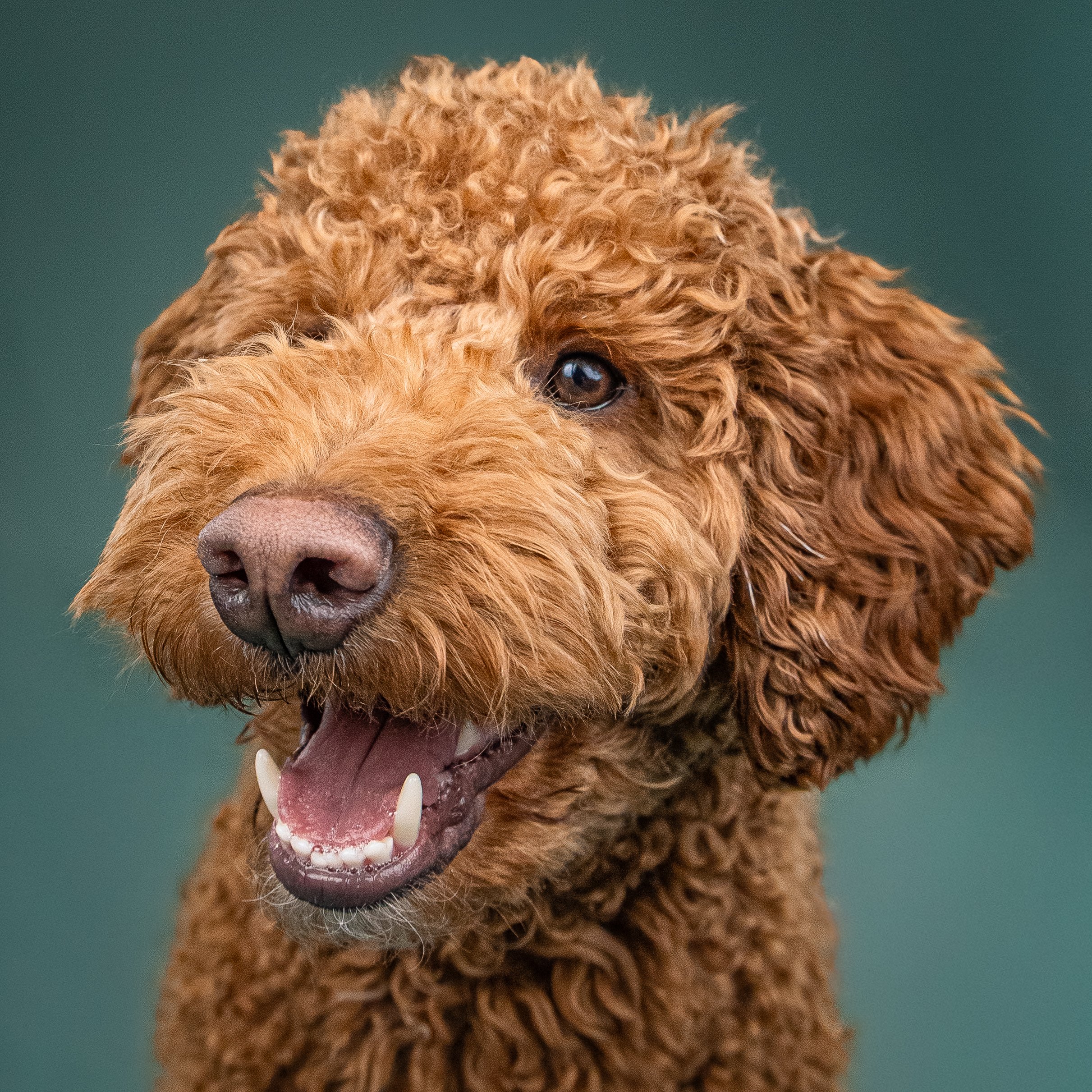 Close-up of a brown curly-haired dog, possibly a poodle mix, with its mouth open and tongue slightly out, against a plain background.