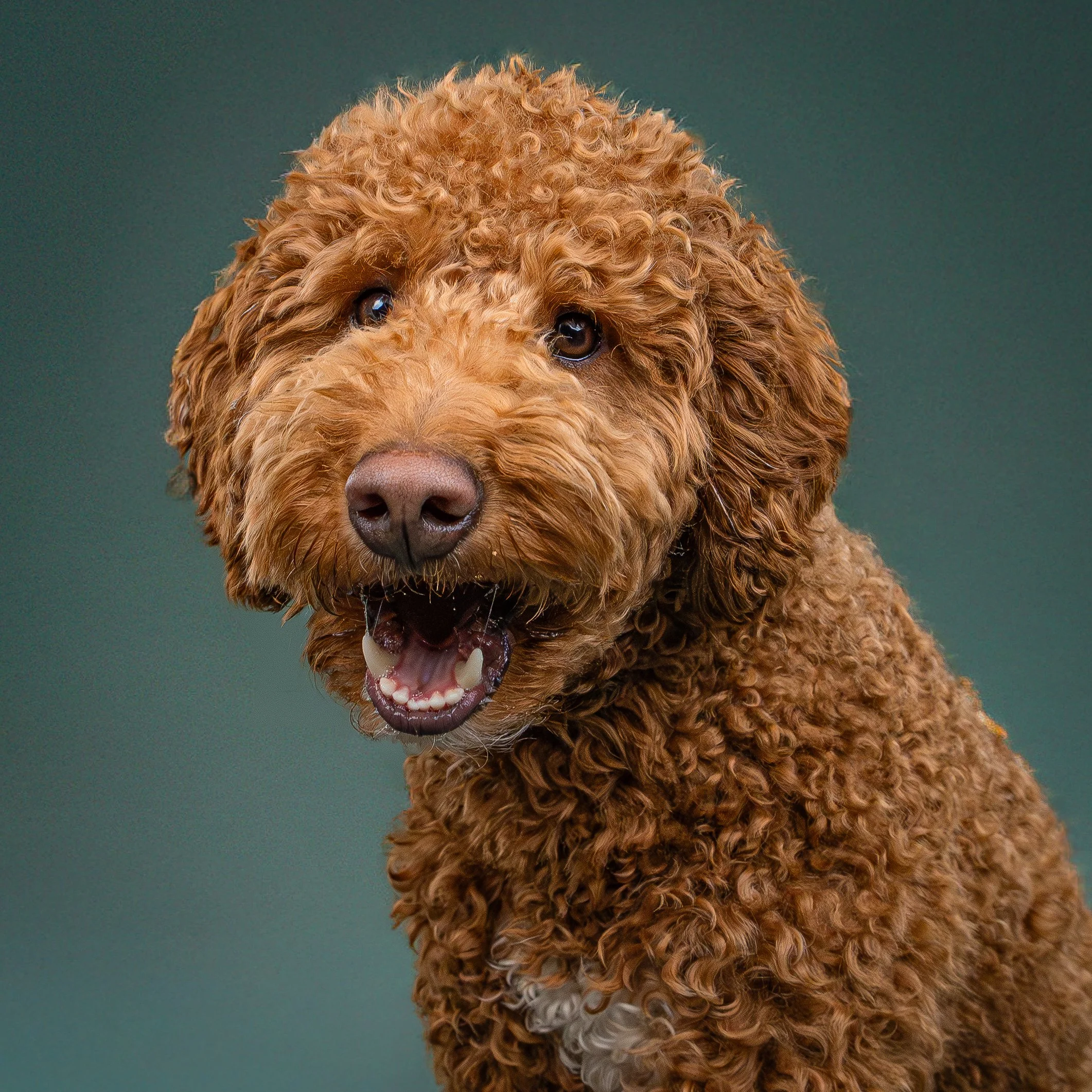 Close-up of a curly-haired, brown dog with a happy expression and open mouth, against a green background.
