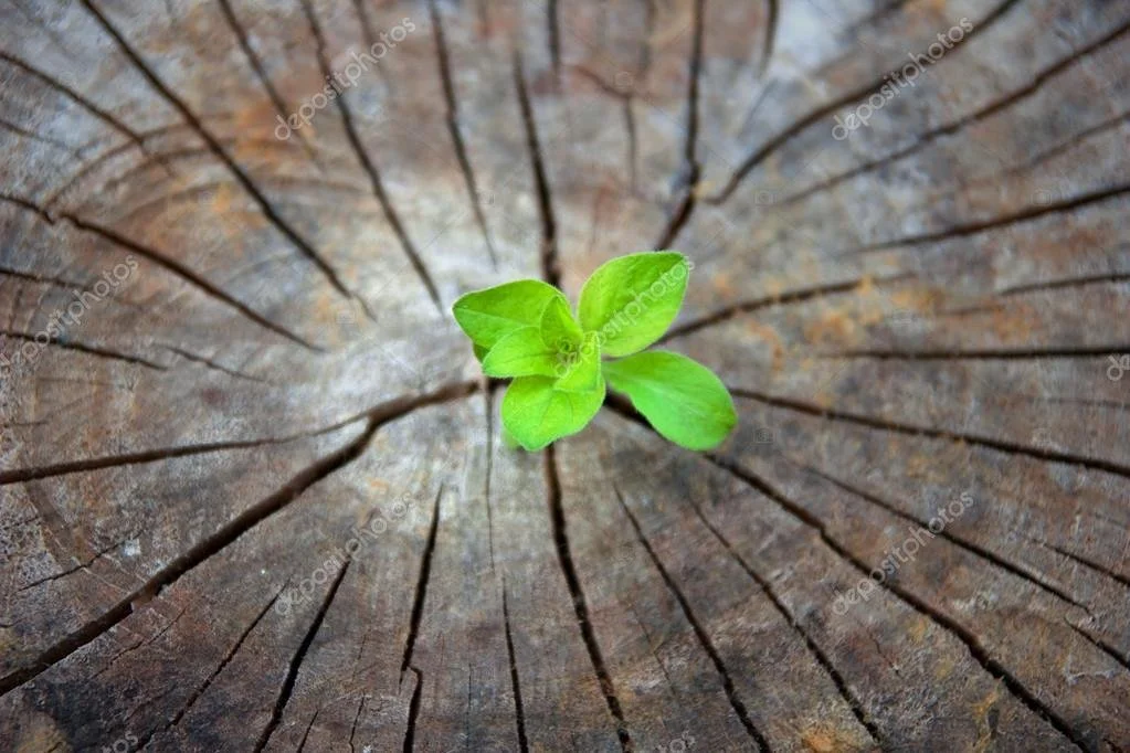 Ágrip úr sögu LEB í 30 ár: 1989-2019