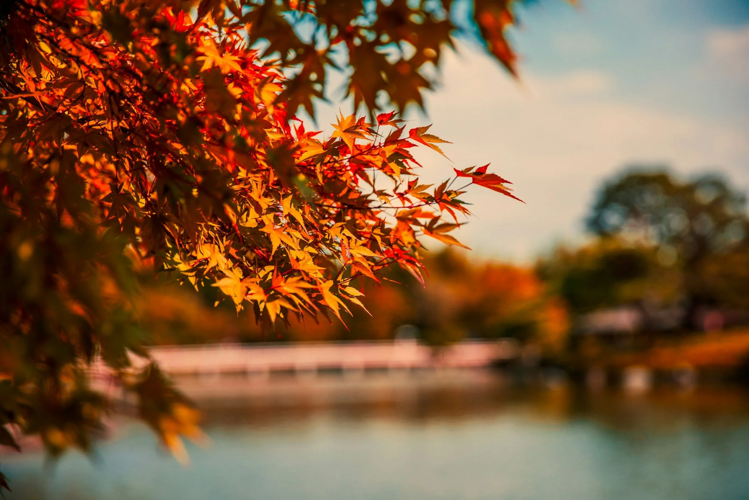 Close-up of orange and red autumn leaves on a tree branch, with a blurred background of a lake and trees on a sunny day.