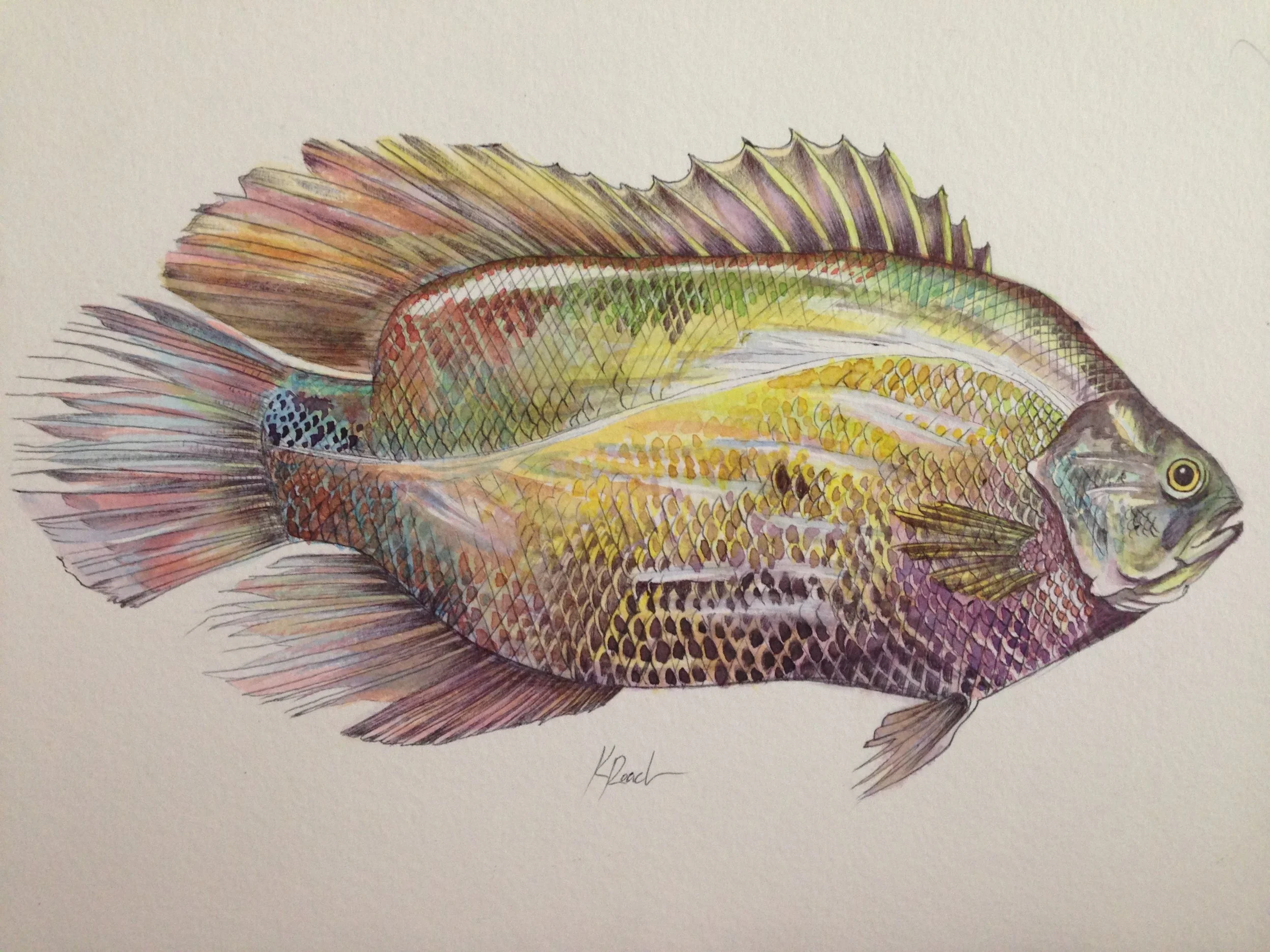 An image of watercolors