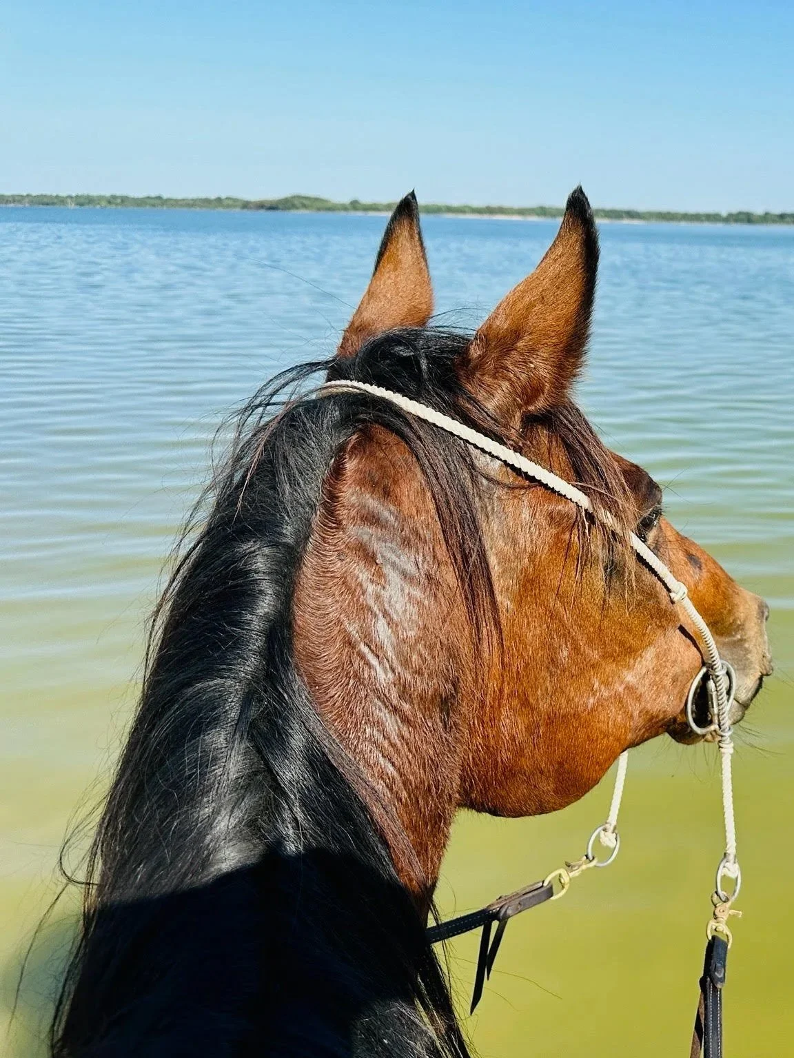 A brown horse with a black mane standing by a body of water, looking at the horizon under a clear blue sky.