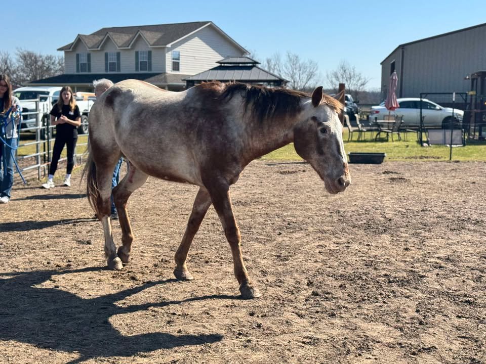 A small horse walking on dirt ground with people in the background, a house, and a building with parked cars.