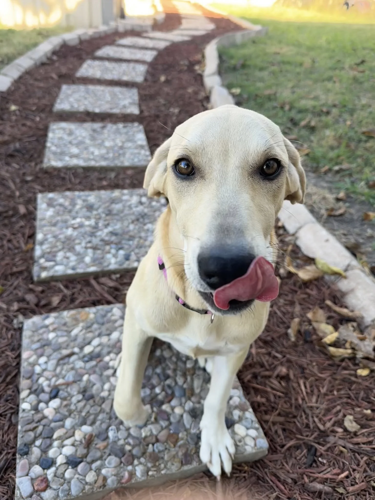 A young yellow Labrador Retriever dog sitting on a stone pathway outdoors, licking its nose, with a garden and grass in the background.