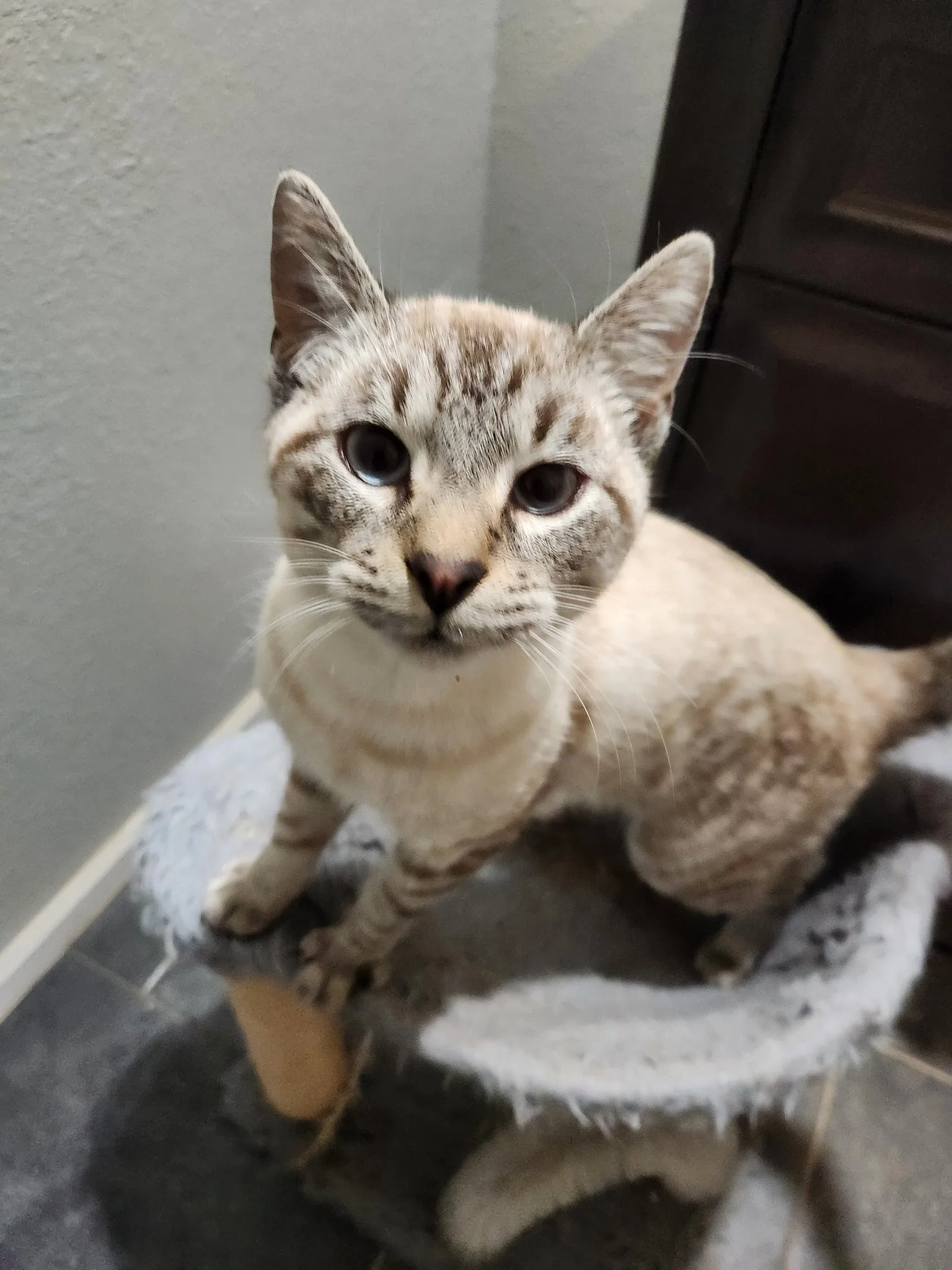 A beige and brown tabby cat with blue eyes sitting on a scratching post and looking up at the camera.
