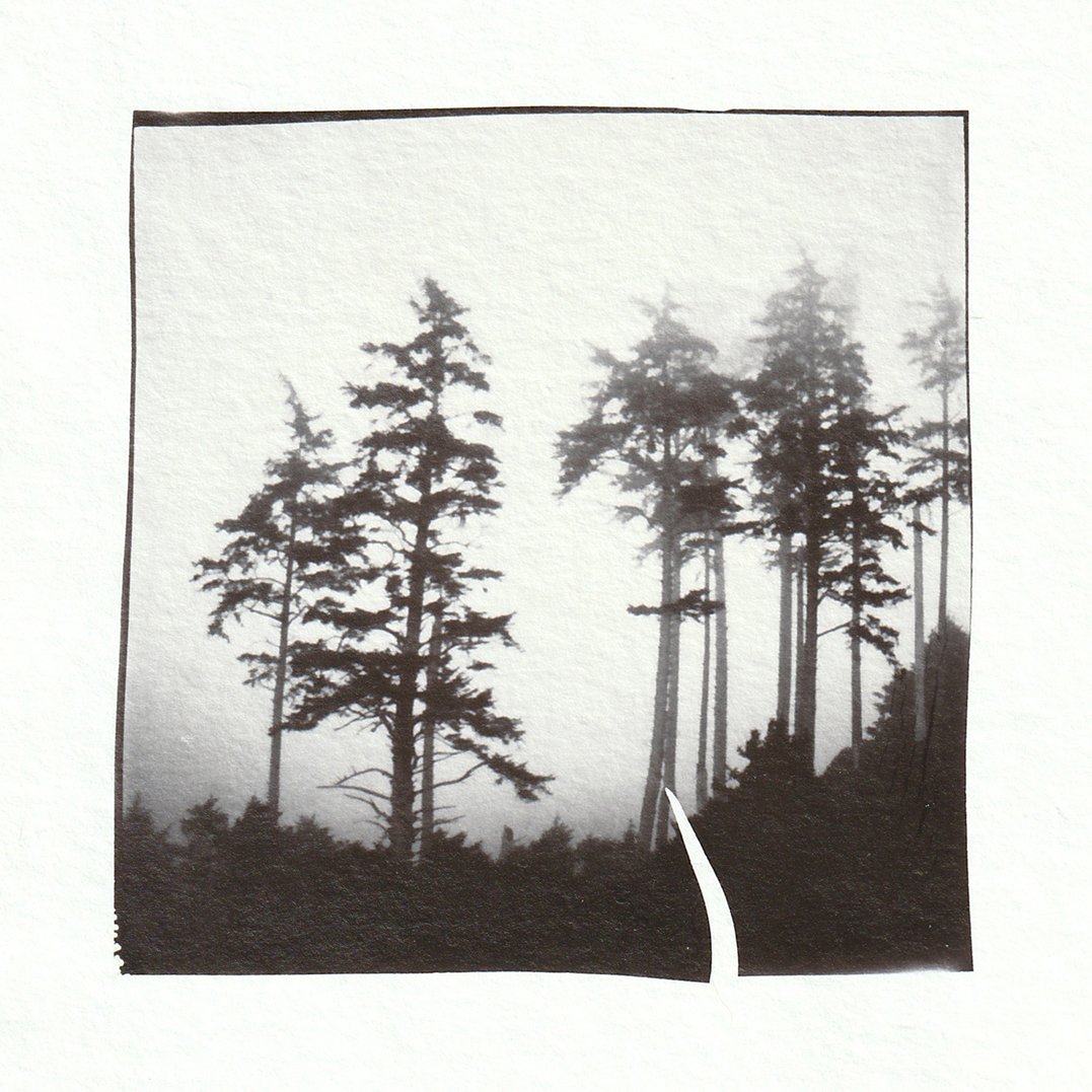 Foggy Trees
