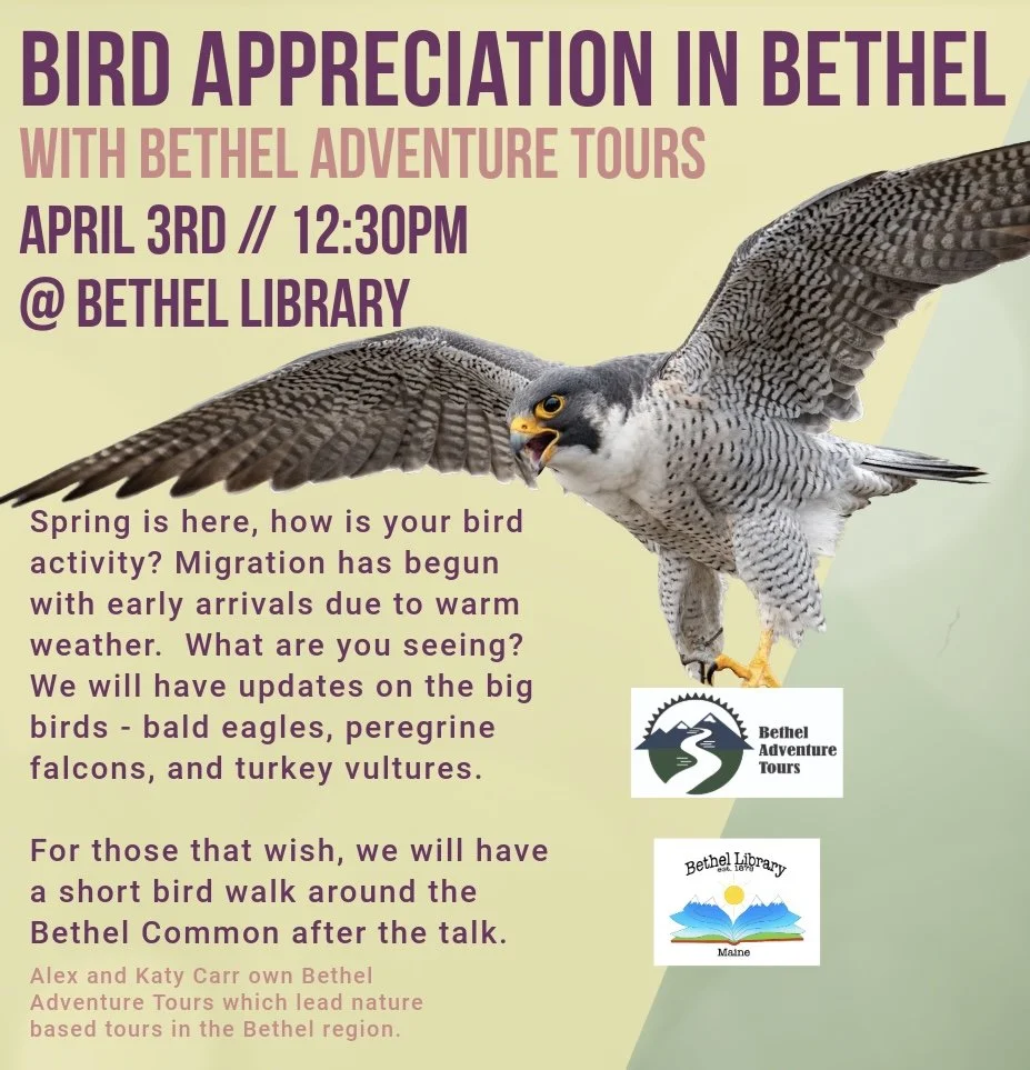 Bird Appreciation in Bethel with Bethel Adventure Tours