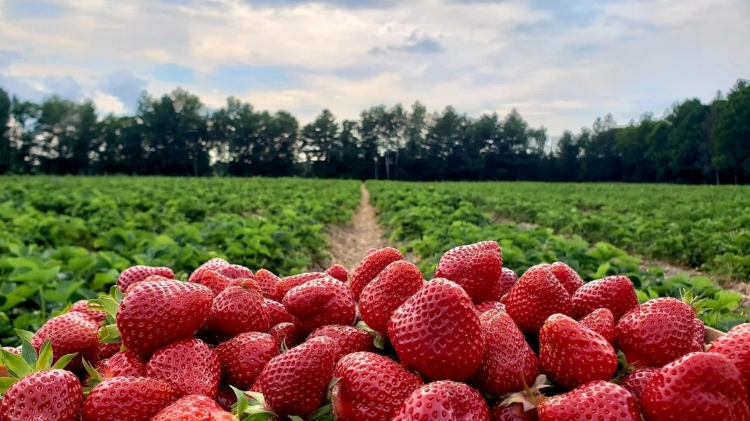 Strawberry Picking in Ontario: The Best Berry Farms Near Caledon