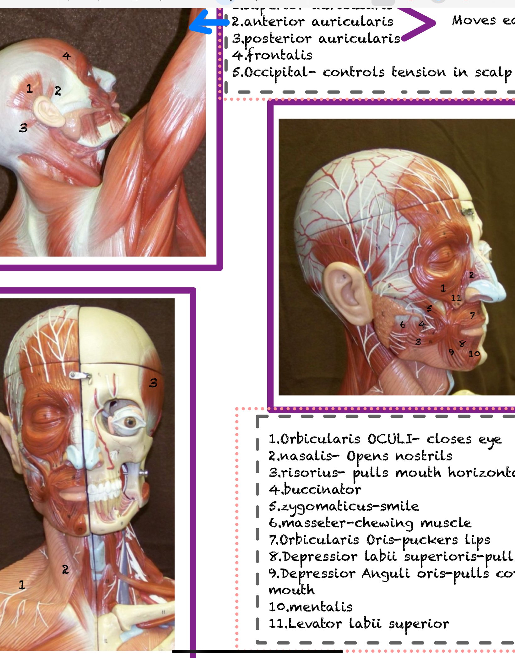 Muscular System Lab Practical Notes