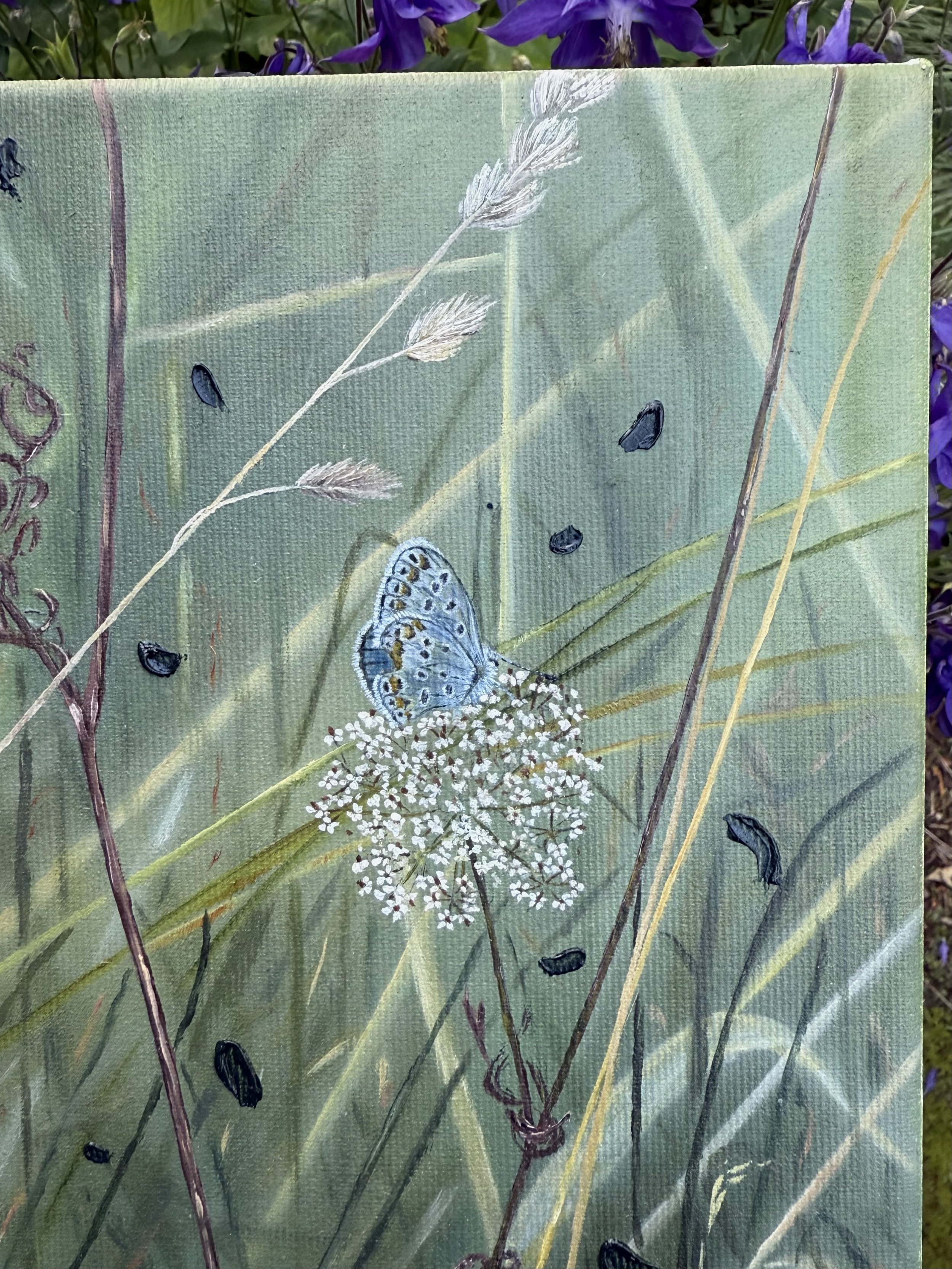 GrassyButterfly.jpg