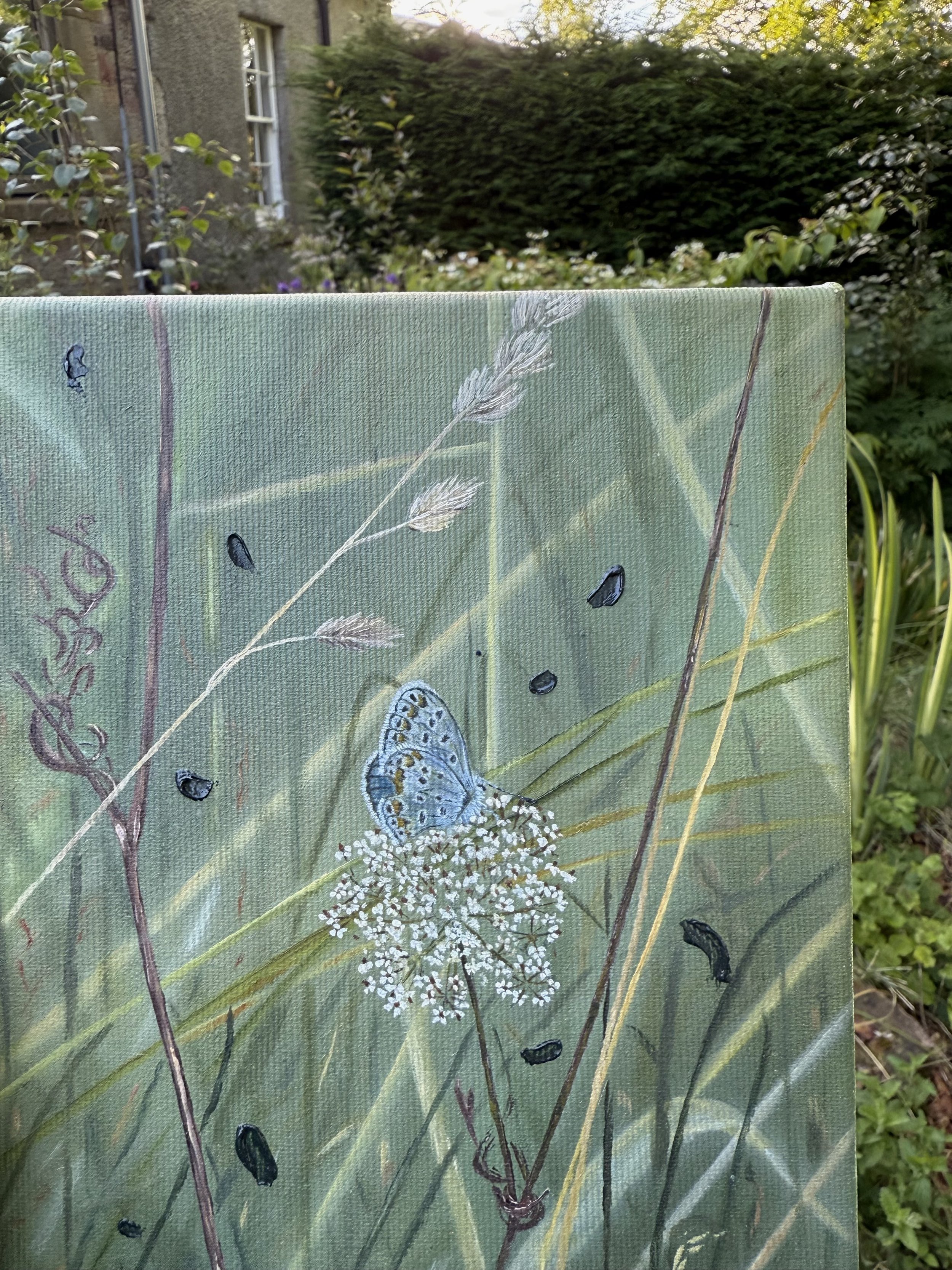 ButterflyGardenShot.jpg