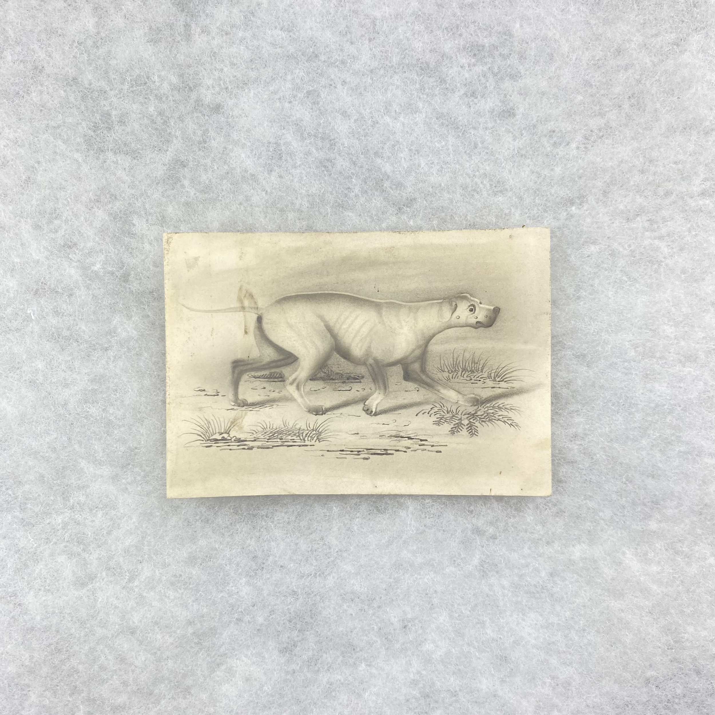   GAY object 068  Pencil illustration of a dog 