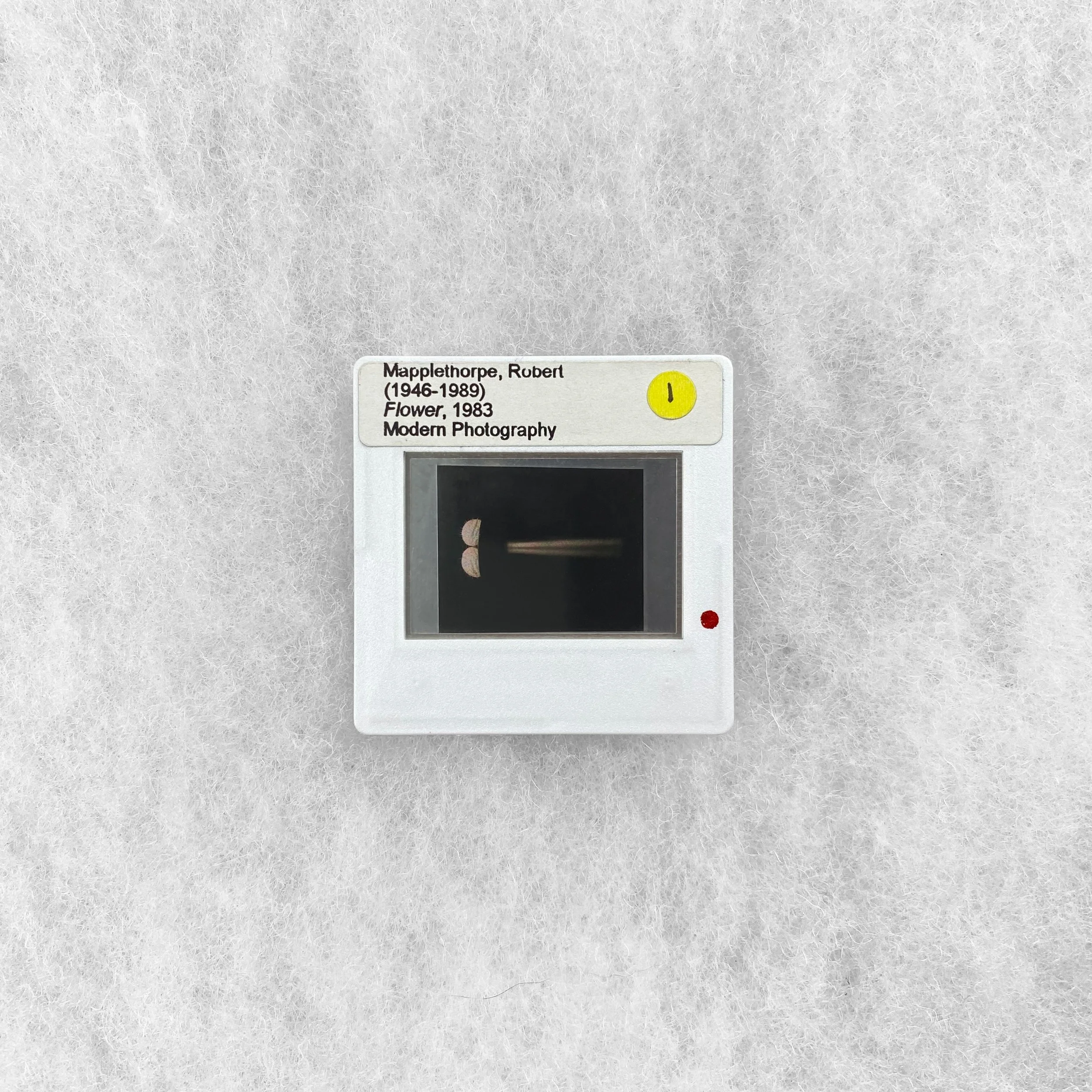   GAY object 064  Photographic slide of  Flower  by Robert Mapplethorpe 