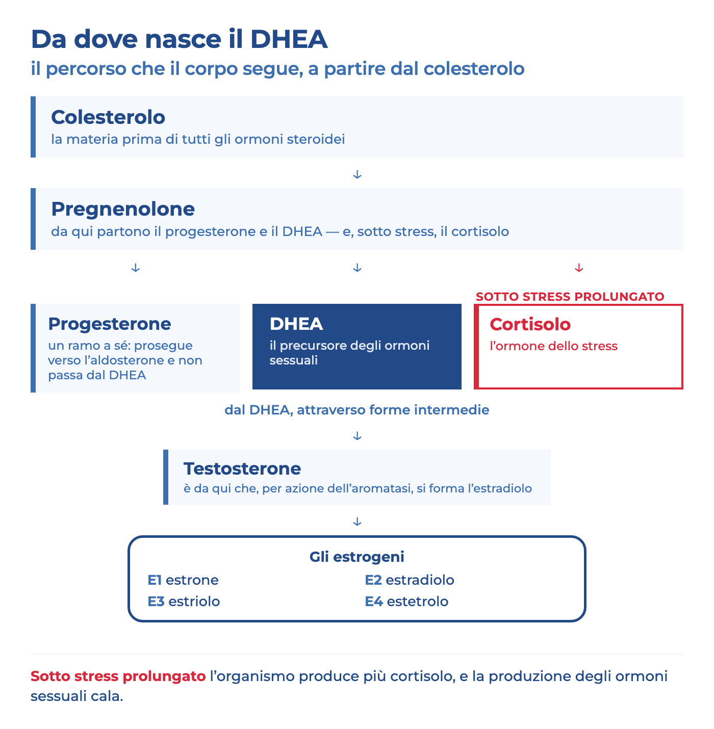 Dal colesterolo al pregnenolone e poi al DHEA, precursore di testosterone ed estrogeni; sotto stress prolungato prevale il cortisolo.