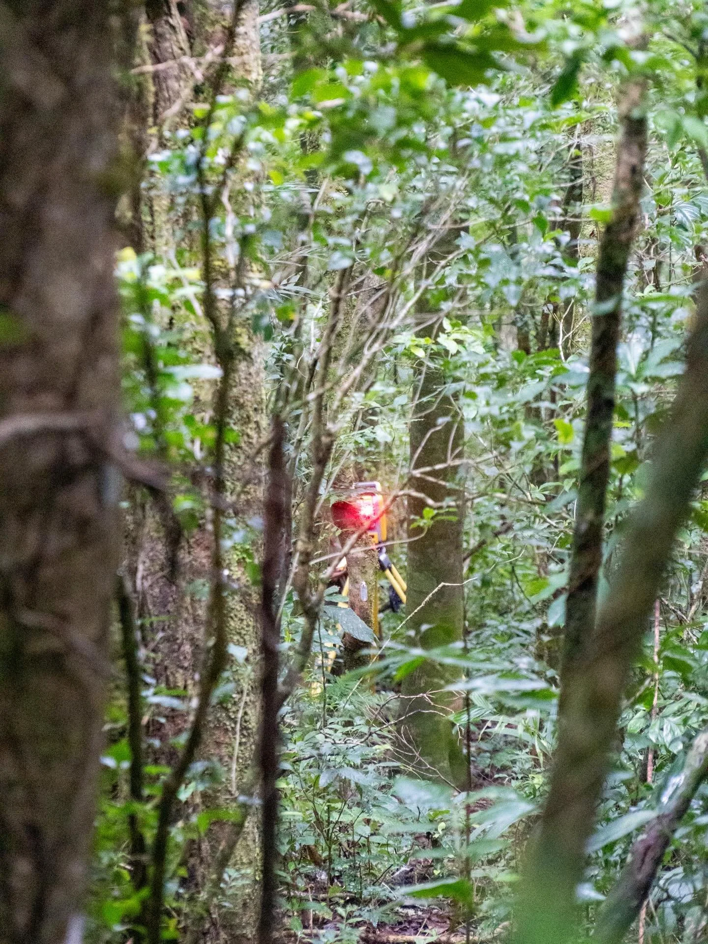 Midiendo en medio del bosque, con lluvia y fr&iacute;o, pero siempre con buena actitud. 🌳 🌧️ 
.
.
.
#FermatCR #ingenieria #ingenieríatopográfica #ingenieriacivil  #topografia #topografo #surveylife #landsurvey #landsurveying #survey #construccion