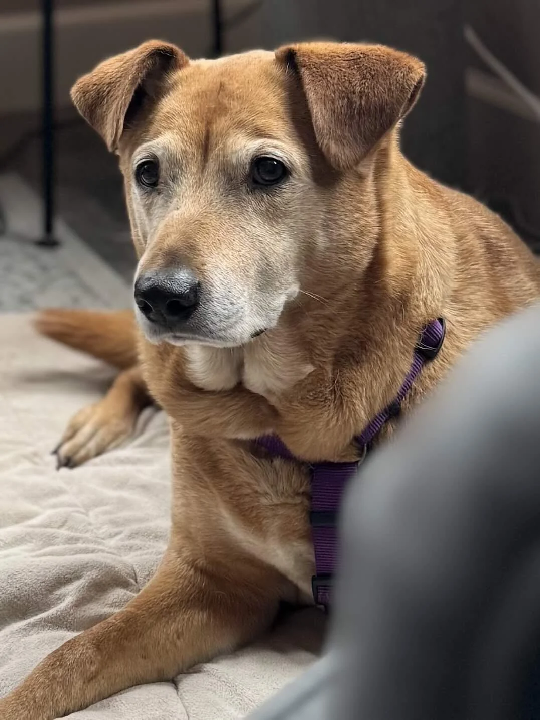 A medium-sized tan dog with floppy ears and dark eyes, wearing a purple collar, lying on a bed or couch.