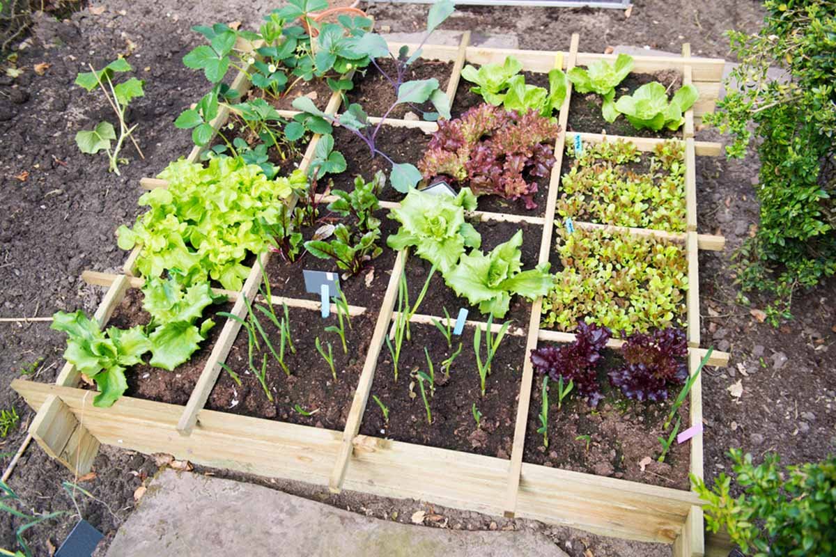 Squarefoot Gardening, by Extension Master Gardeners