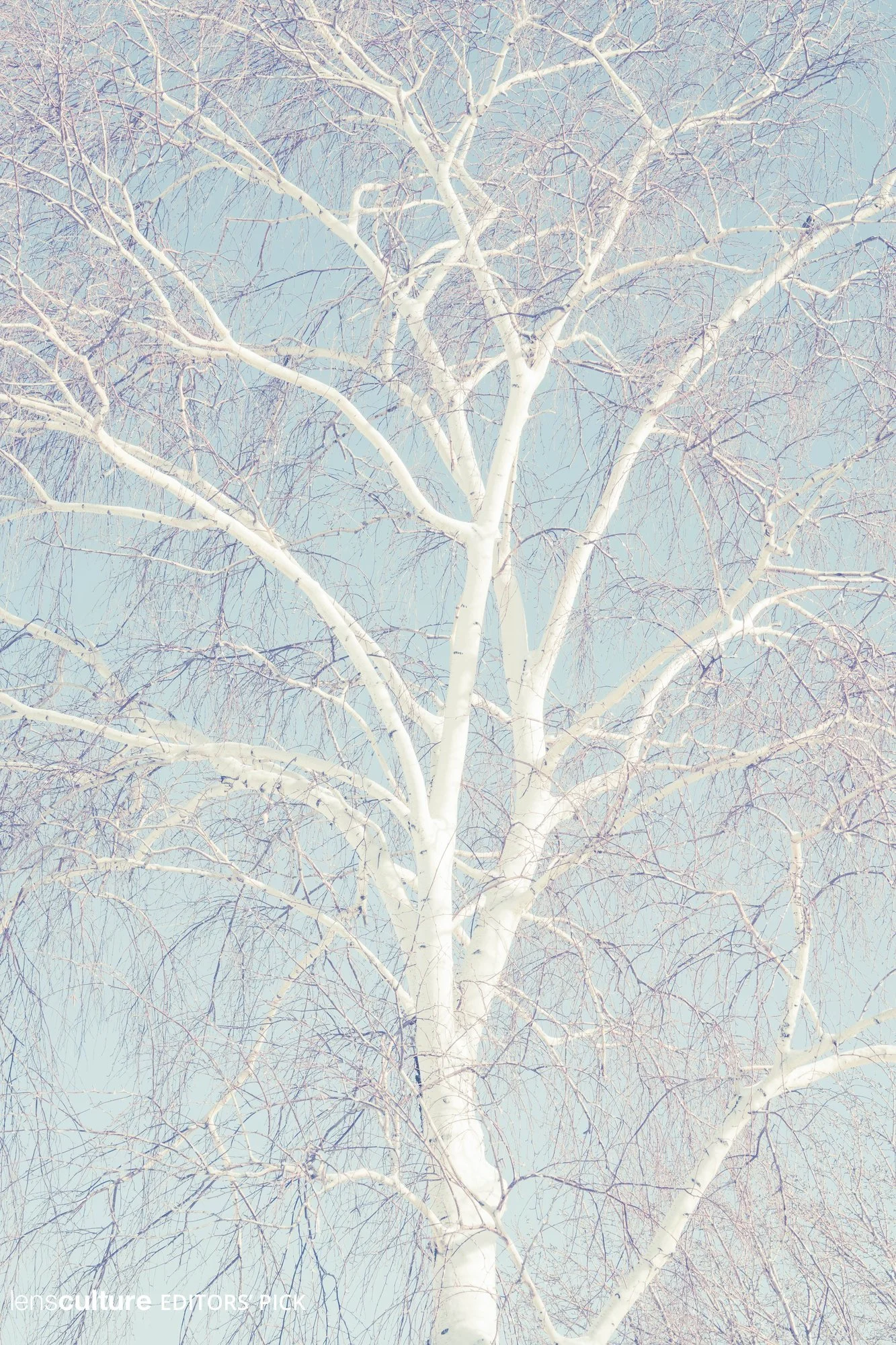 large (86).webp