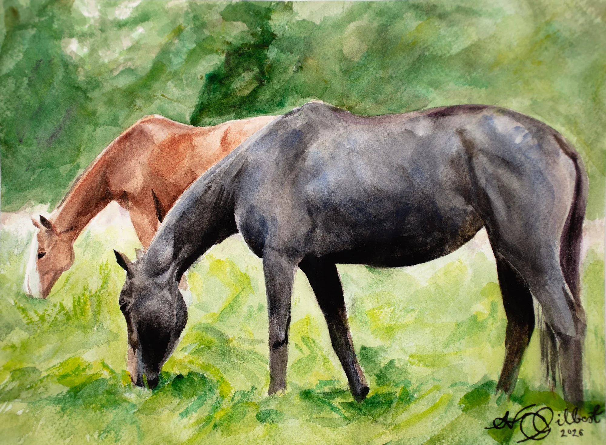 Black and brown horse.jpg