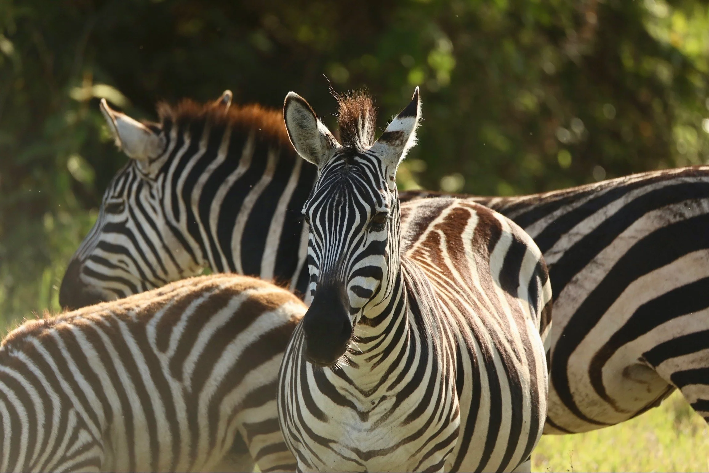 How to plan a luxury safari in South Africa (plus Gorilla Trekking in Rwanda)