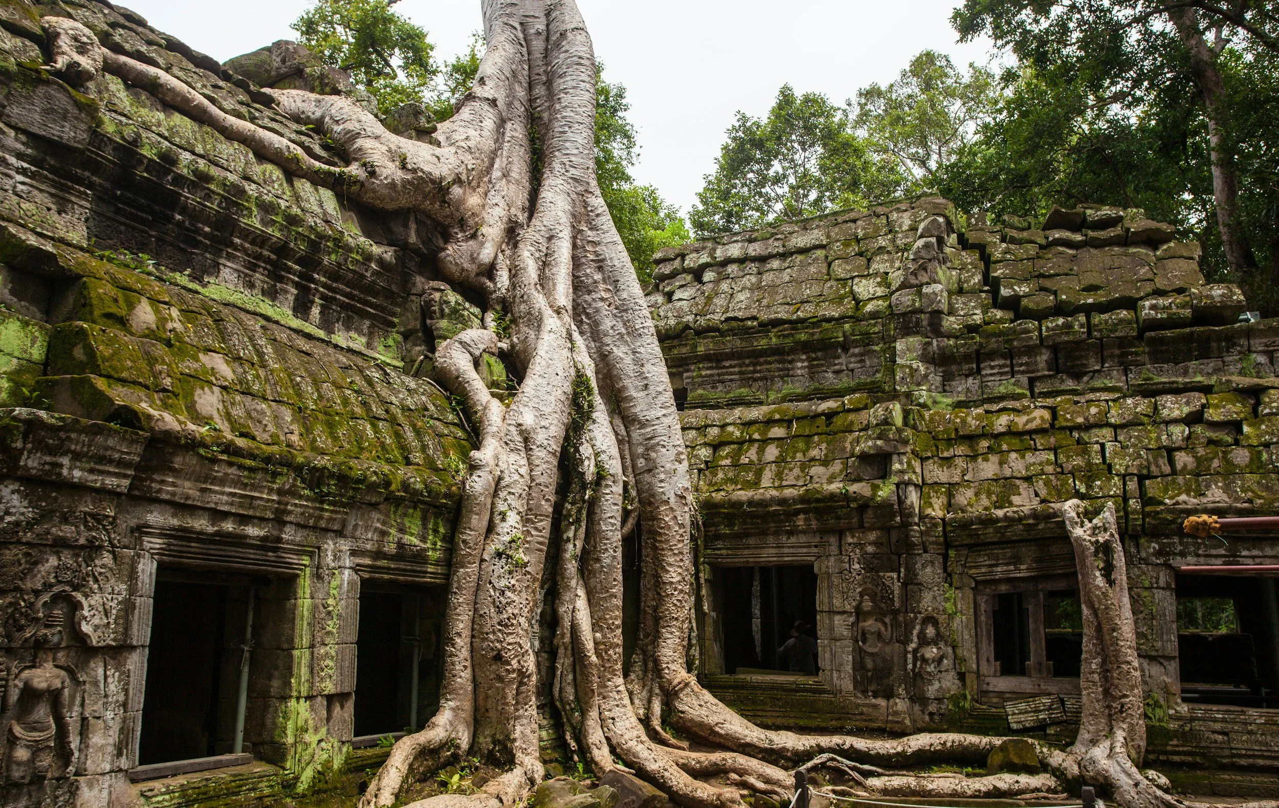 photo of tree roots at Angkor Wat in Cambodia