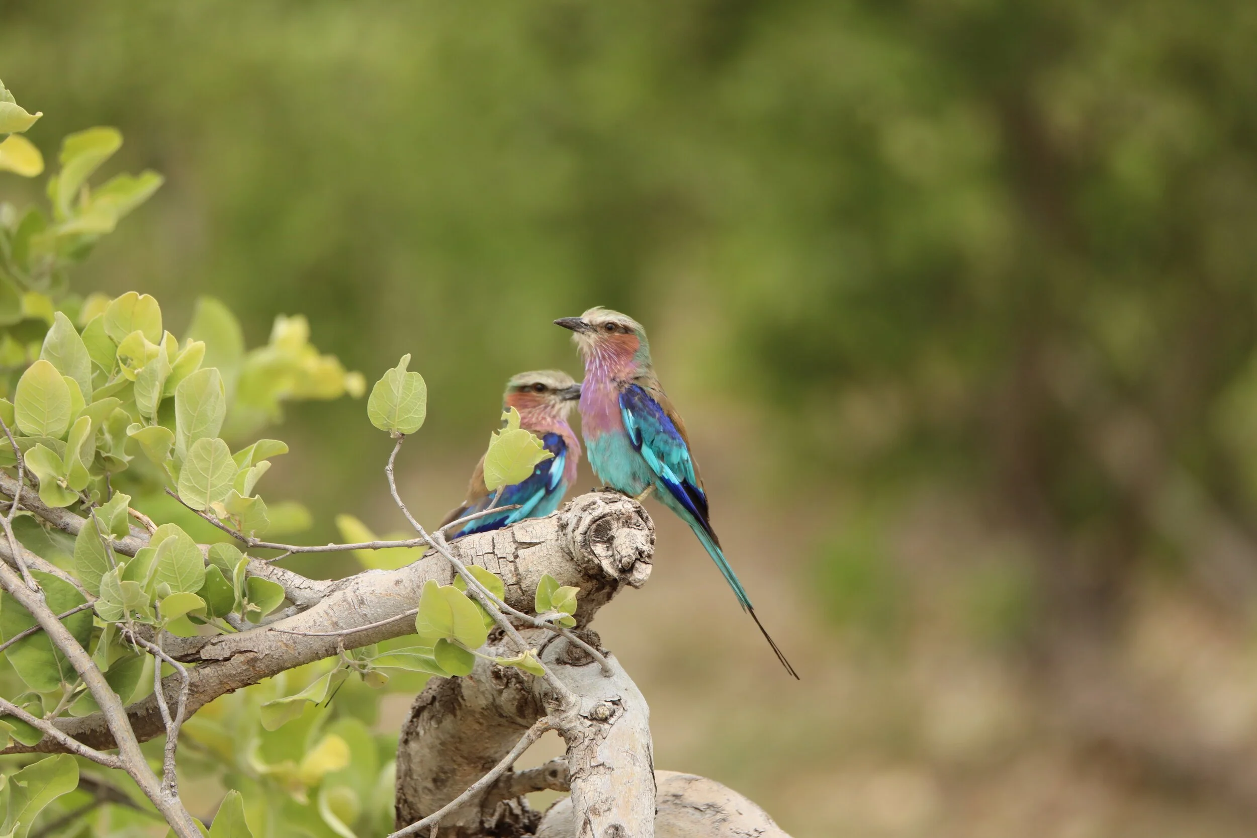 two small, colorful birds pose on a branch