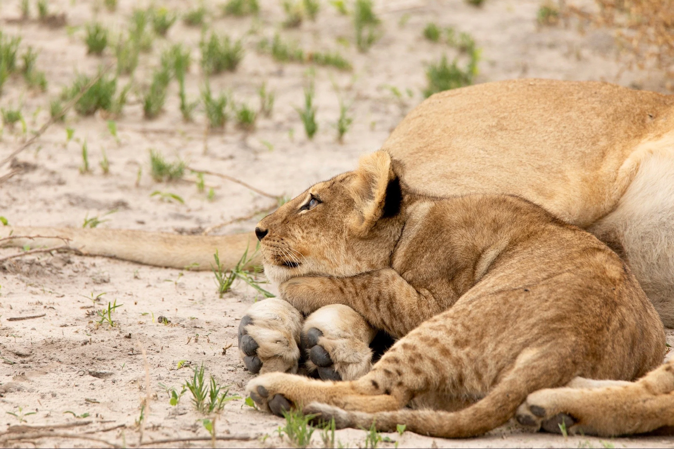 a lion cub rests on its mothers leg