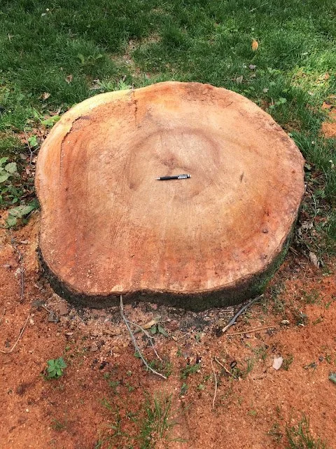 10 Trees Removed in 2 Years in Washington Square Park