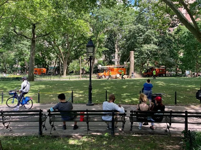 Washington Square Park Loses Tree Cover, 2017-2023
