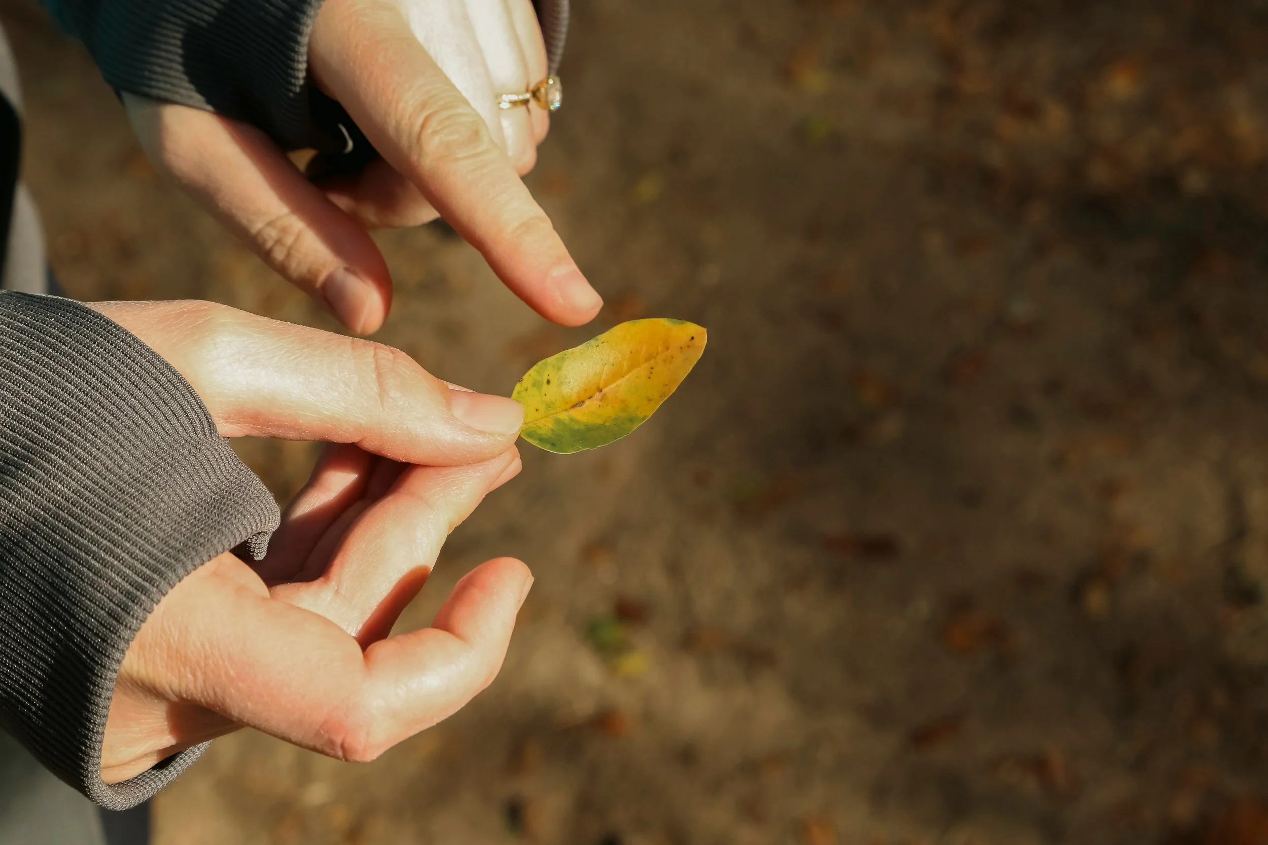 A person holding a leaf in their right hand and pointing to the leaf edge with their left index finger. Photo by  Giorgio Trovato.
