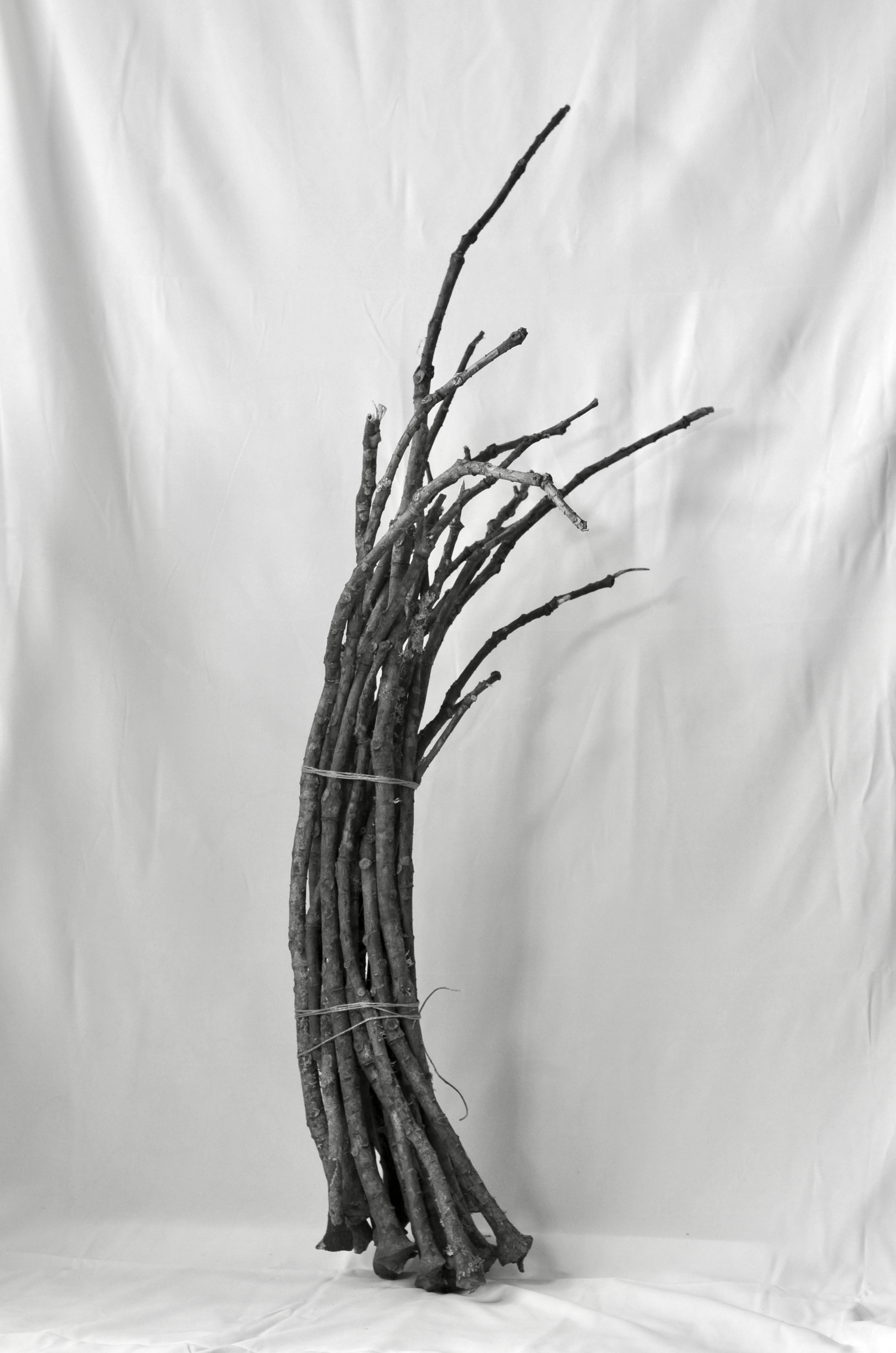 DSC_0494.png