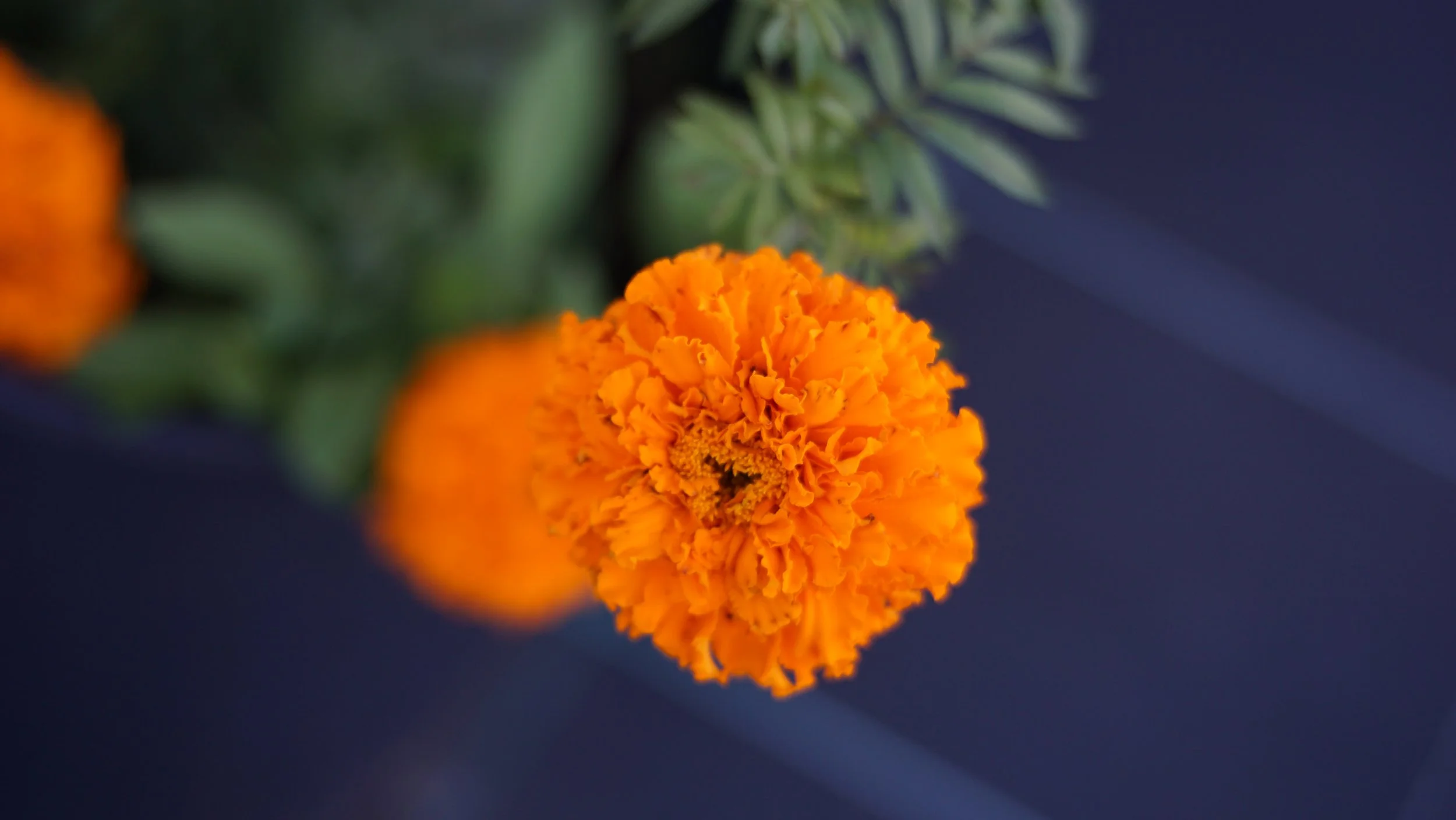 DSC09385.JPG