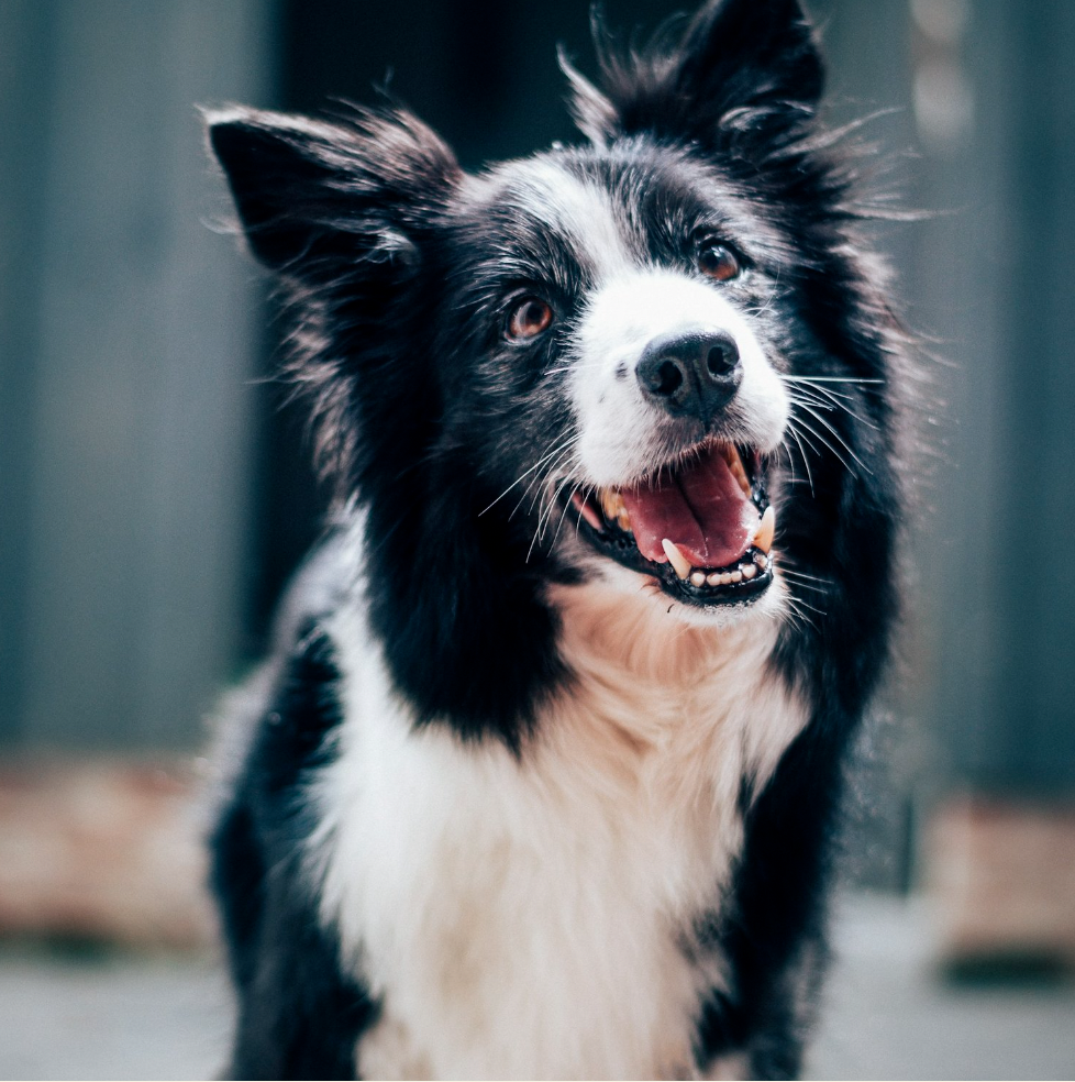 Montclair Flea Presents: Haute Dog Market & Adoption Event
