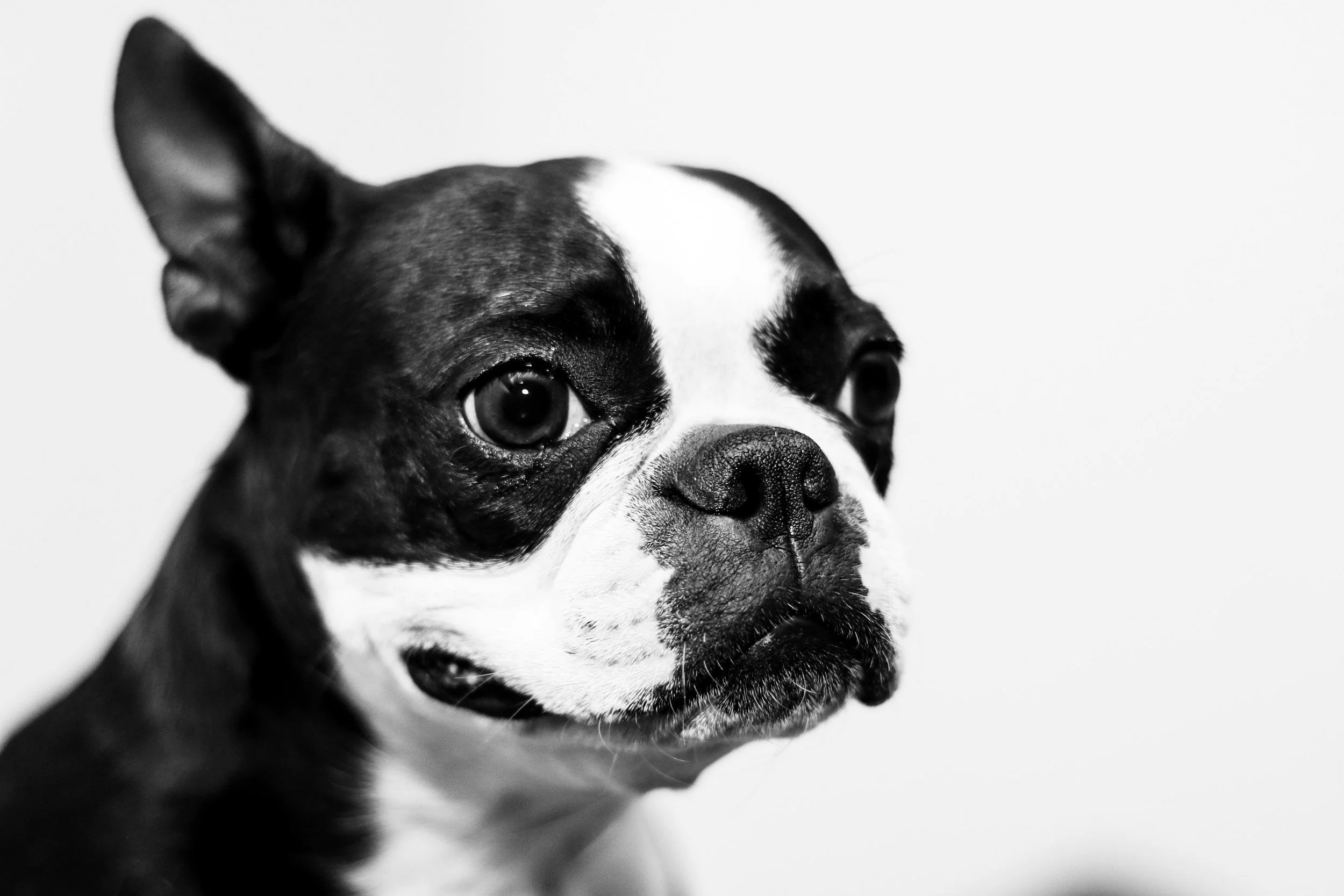 New Jersey Boston Terrier Meet Up