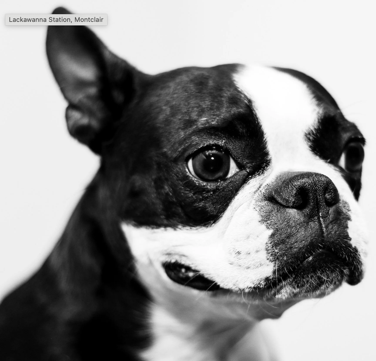 New Jersey Boston Terrier Meet Up