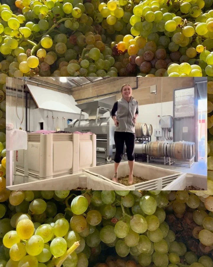 Story time! In the spirit of harvest here&rsquo;s a little about how Free Run got started (&amp; some fun snippets from the cellar!)

In 2023, I moved back to the states from Lisbon &amp; worked as a harvest intern at a small winery in Santa Barbara 