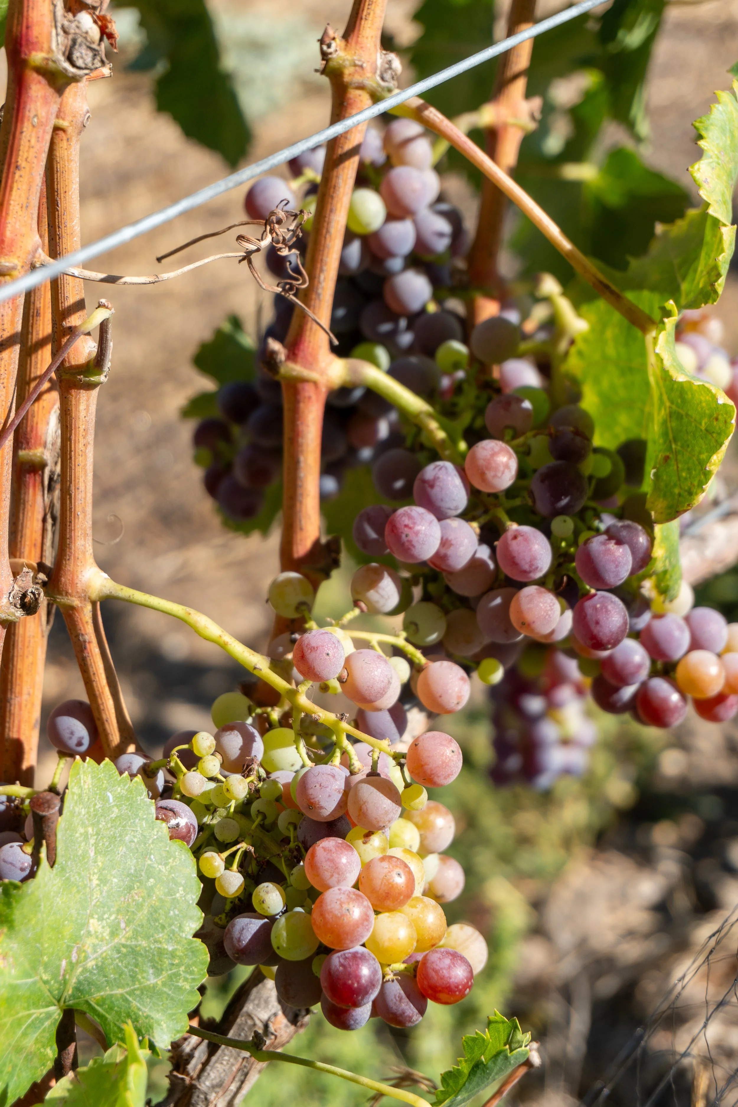 Close-up of a bunch of grapes growing on the vine with green leaves and a wire supporting structure in a vineyard.