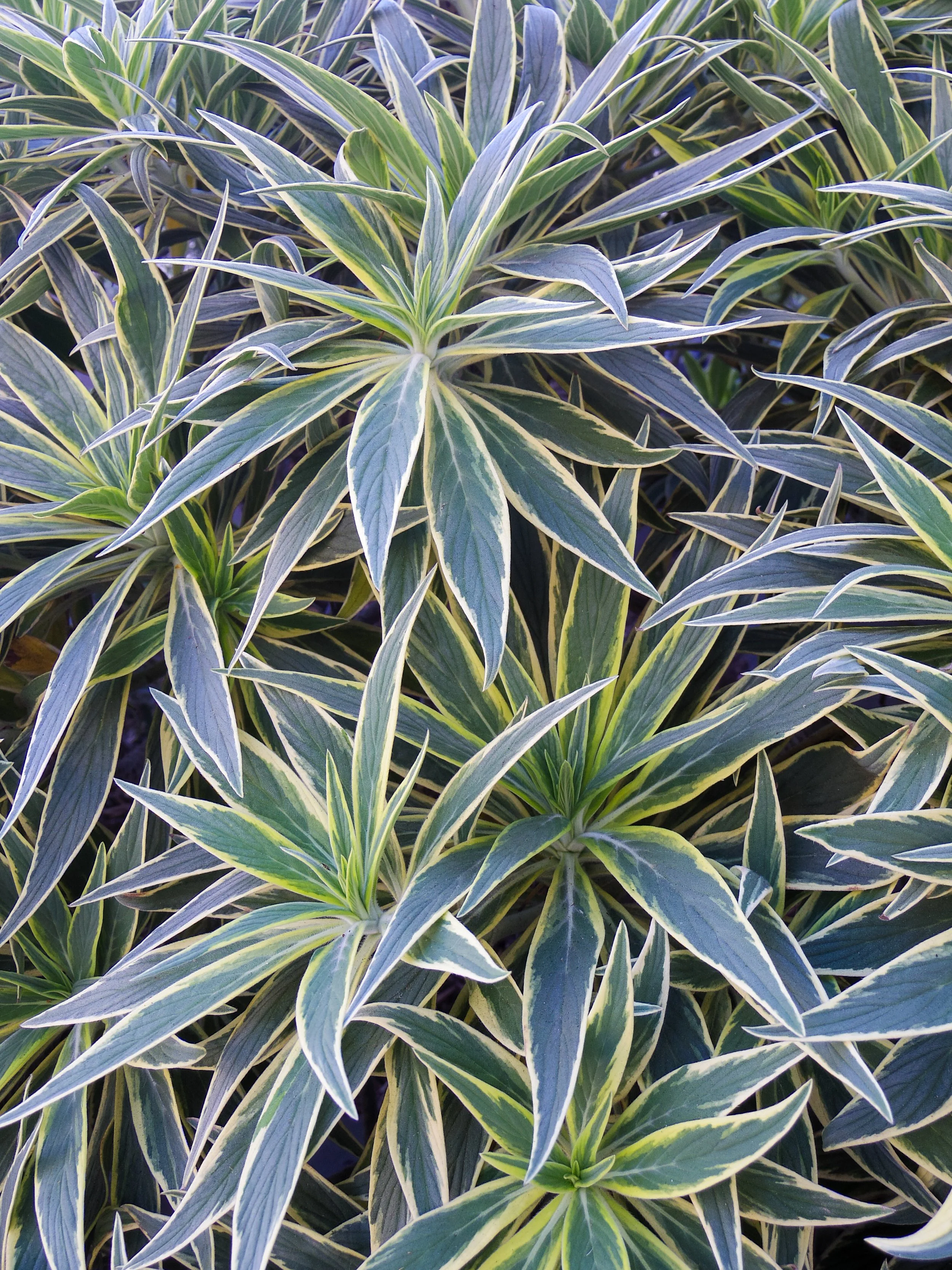 Close-up of variegated green and yellow striped leaves of a plant.