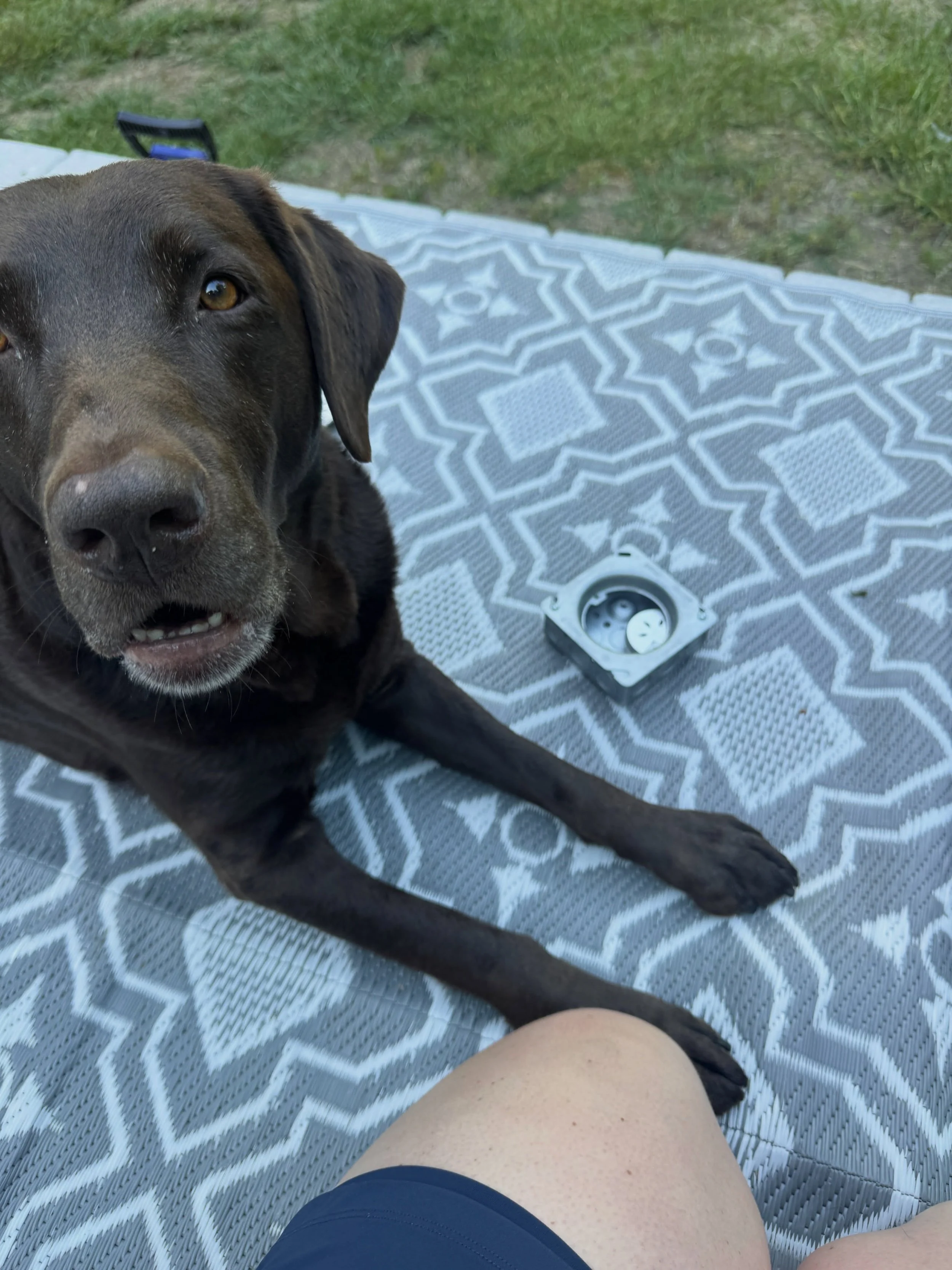 The chocolates loving some scent work fun!! Stay tuned for new classes coming soon! So excited to be able to offer this to all of our Lucky Dogs! It&rsquo;s one of my favorite things to do with Olive and Albee!