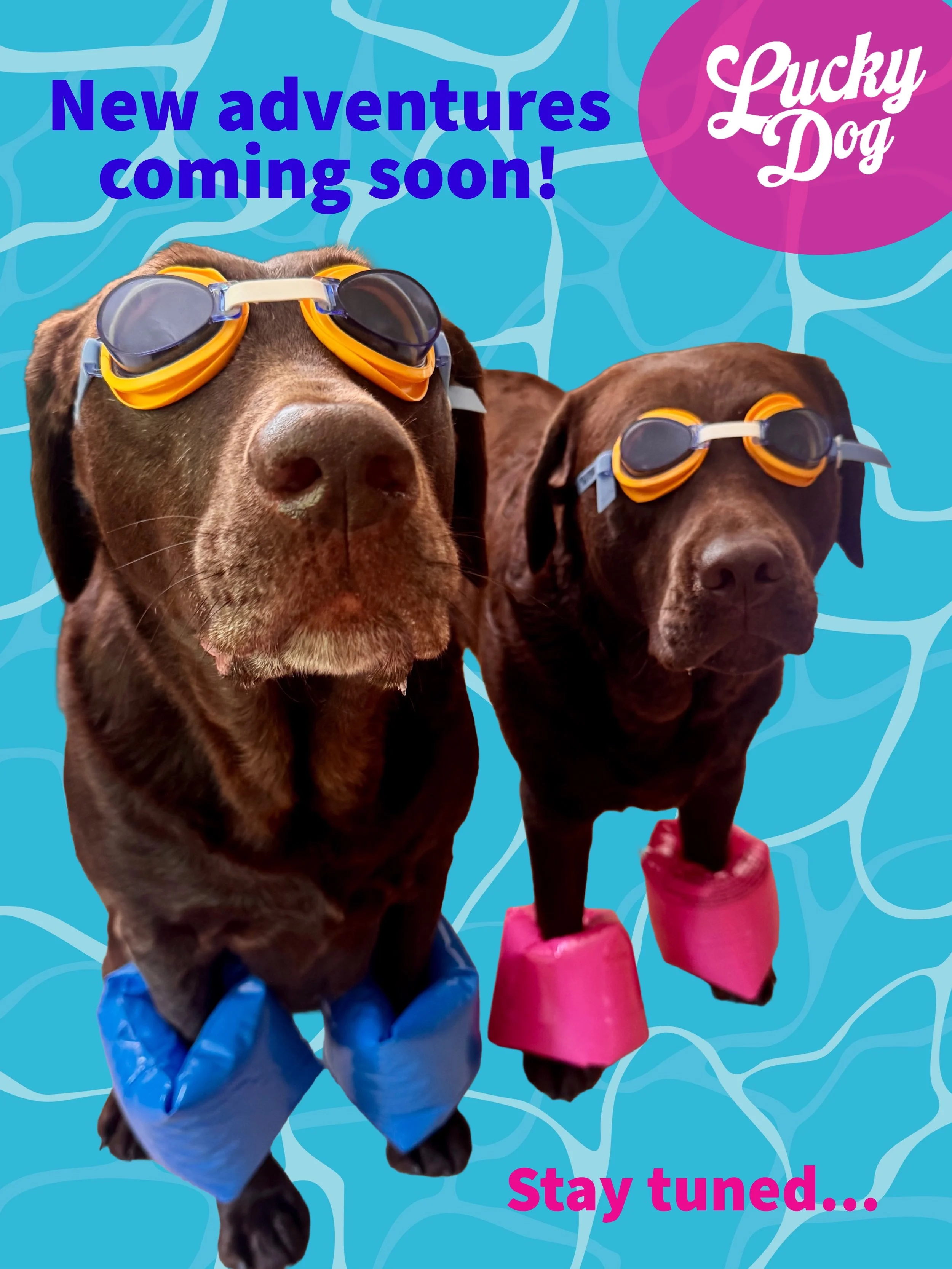The mascots have big plans in the works! Any guesses? 👀👀👀

Stay tuned. The next chapter of Lucky Dog is almost here, and we can't wait to share!!!🤫✨