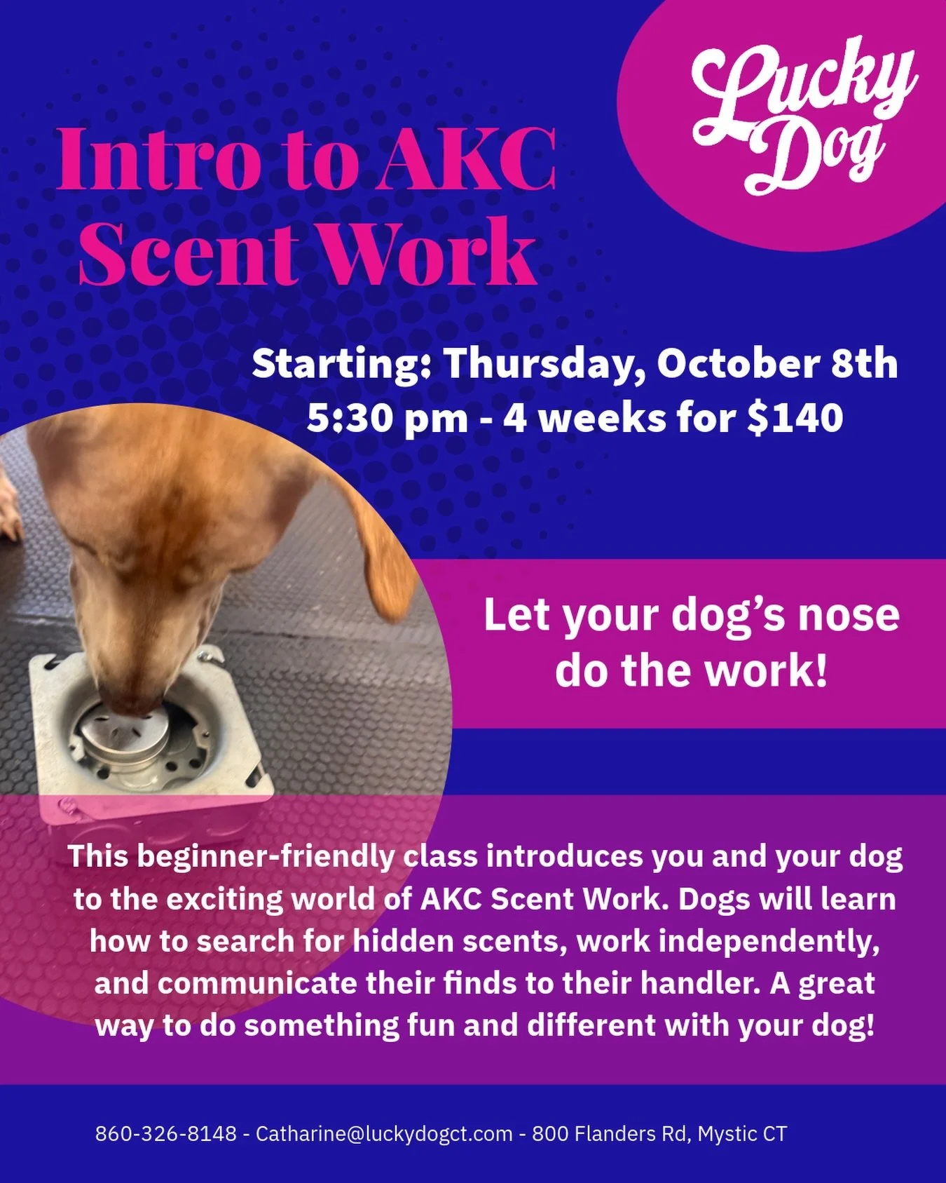 👃🐾 LET THEM SNIFF! 🐾👃

Did you know sniffing is one of the BEST ways to tire out your dog mentally? 

Scent Work lets your dog do what they were born to do&mdash;use their nose! It builds confidence, provides enrichment, and is SO much fun.

✨ Gr