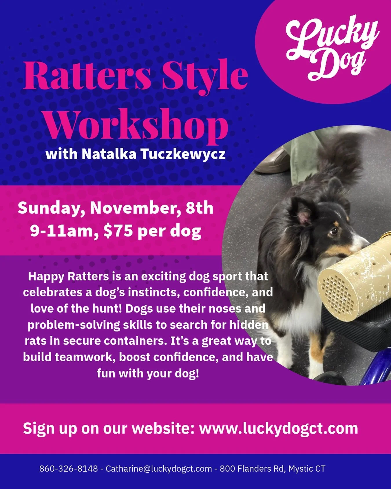 🐀🐕 Another great workshop coming soon! 🐕🐀

Ever wanted to try a dog sport where your dog gets to SEARCH FOR RATS? This is your chance!

Rat searching is a fun scent-based sport where dogs use their incredible noses to locate rats that are safely 