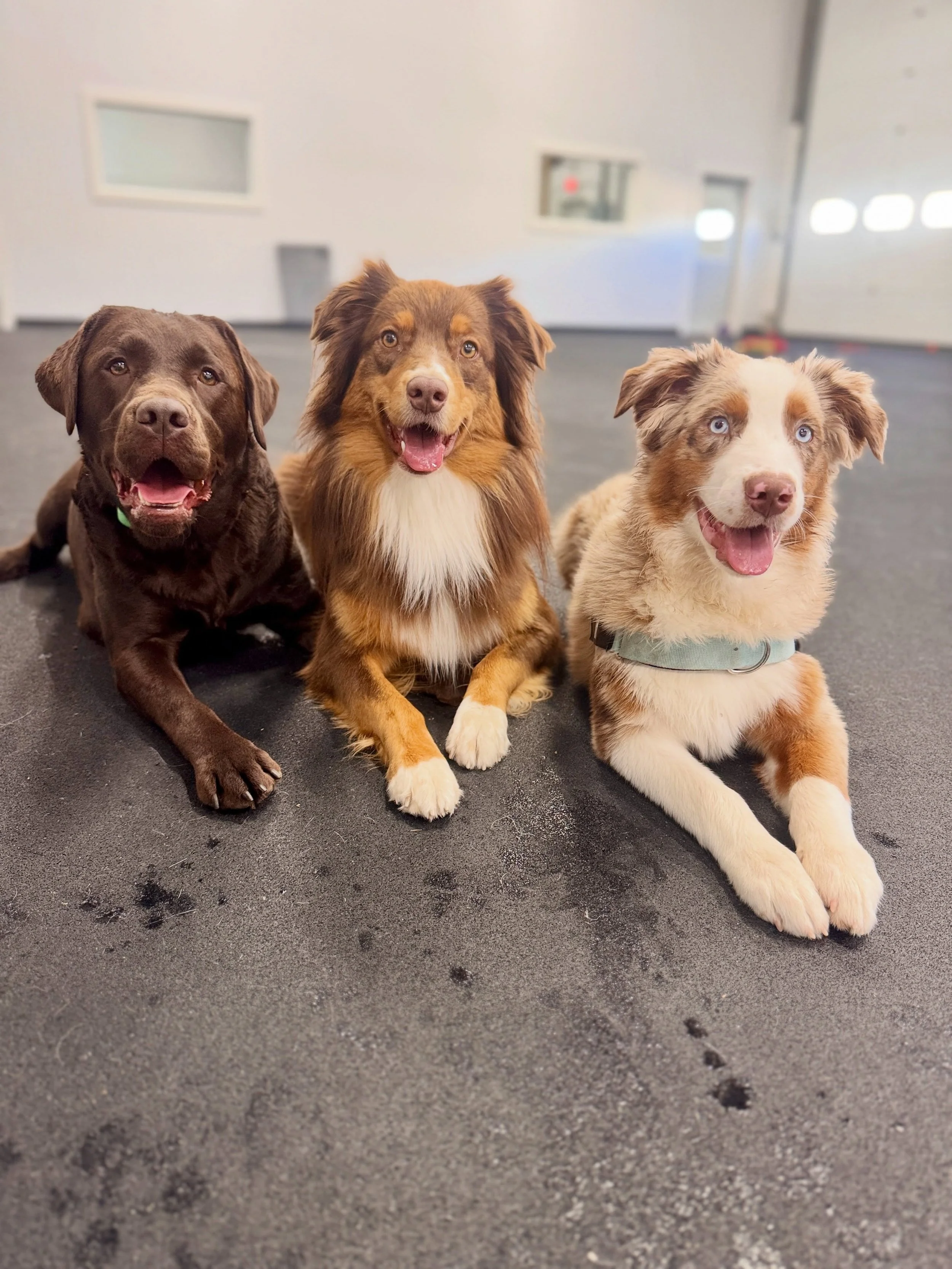 All smiles with this bunch!! 🐶✨