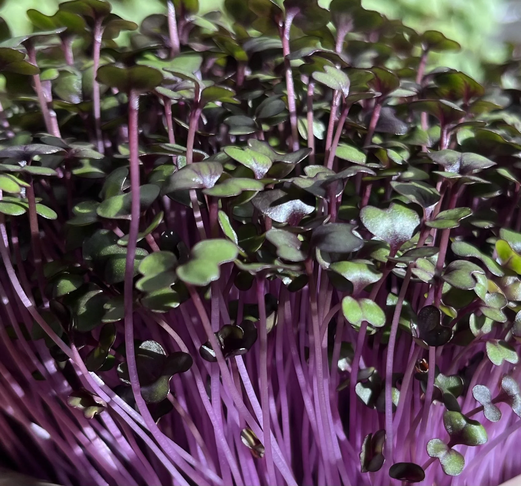 cabbage.jpeg