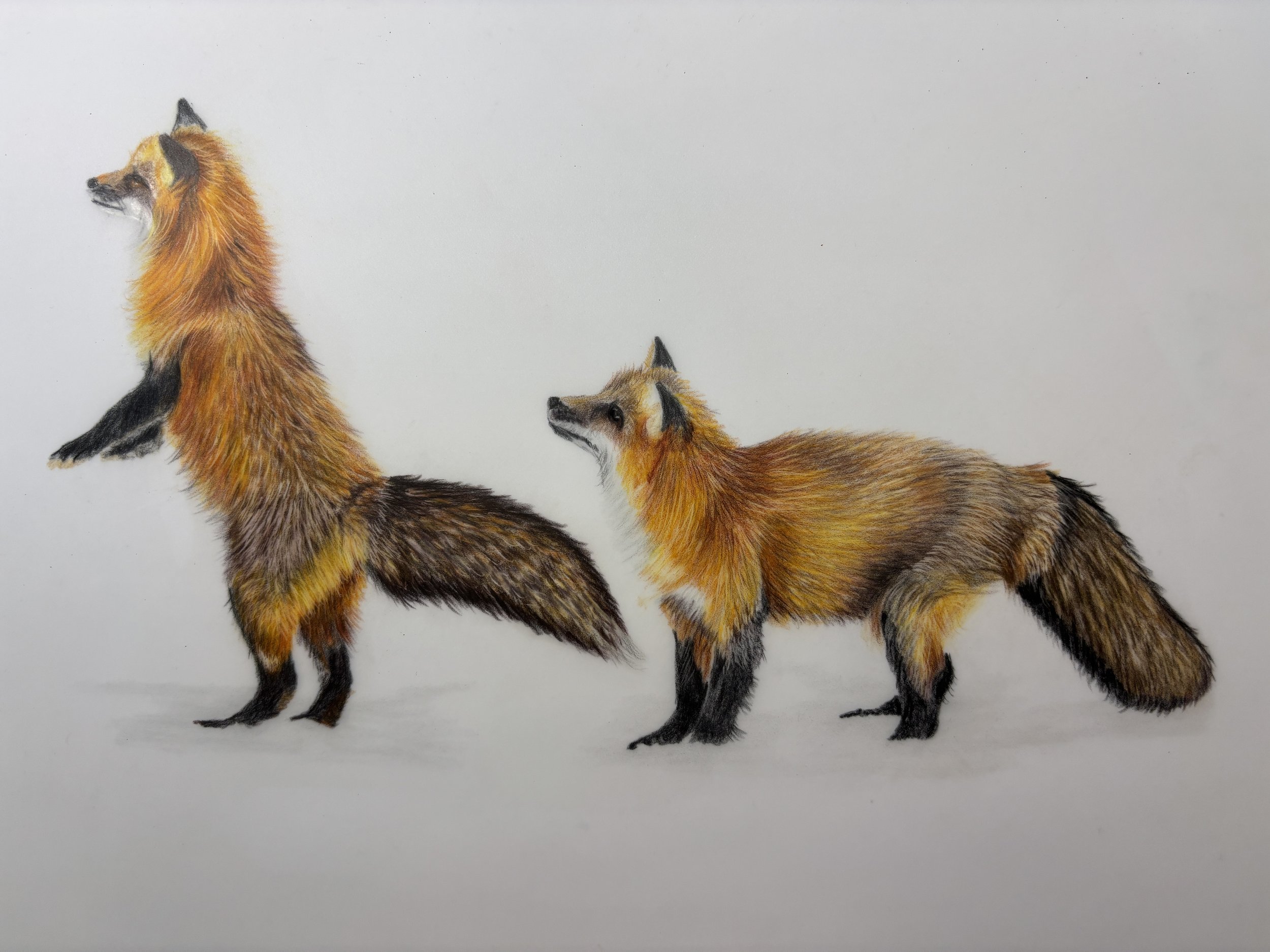 Fox Friends  Available 